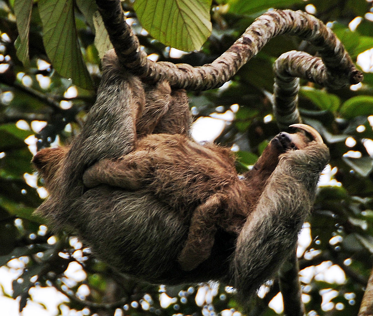 Arenal Vocano Area - Costa Rica