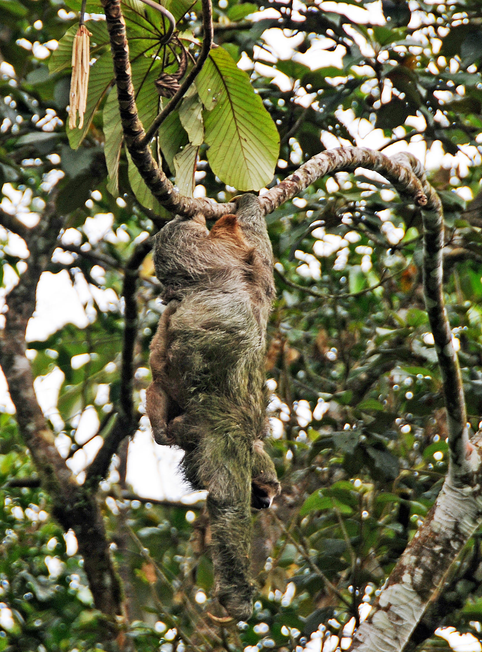 Arenal Vocano Area - Costa Rica