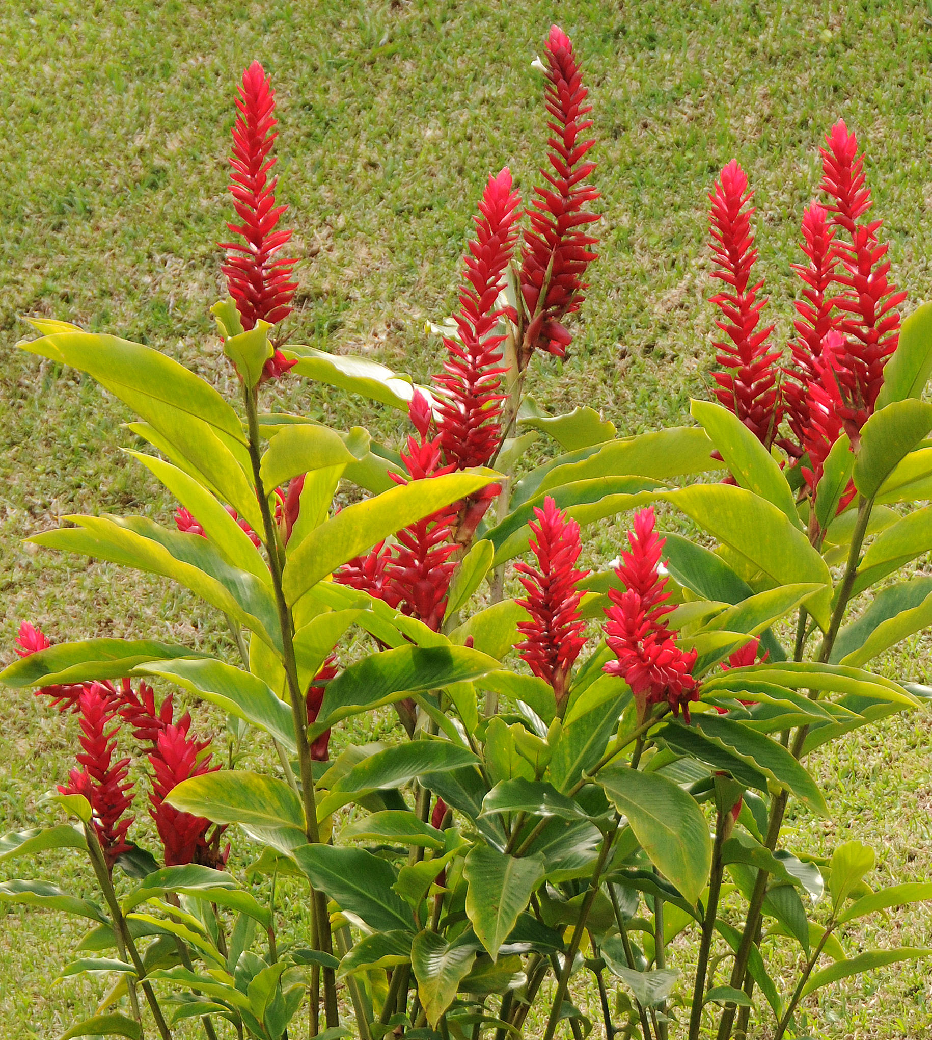 Arenal Vocano Area - Costa Rica