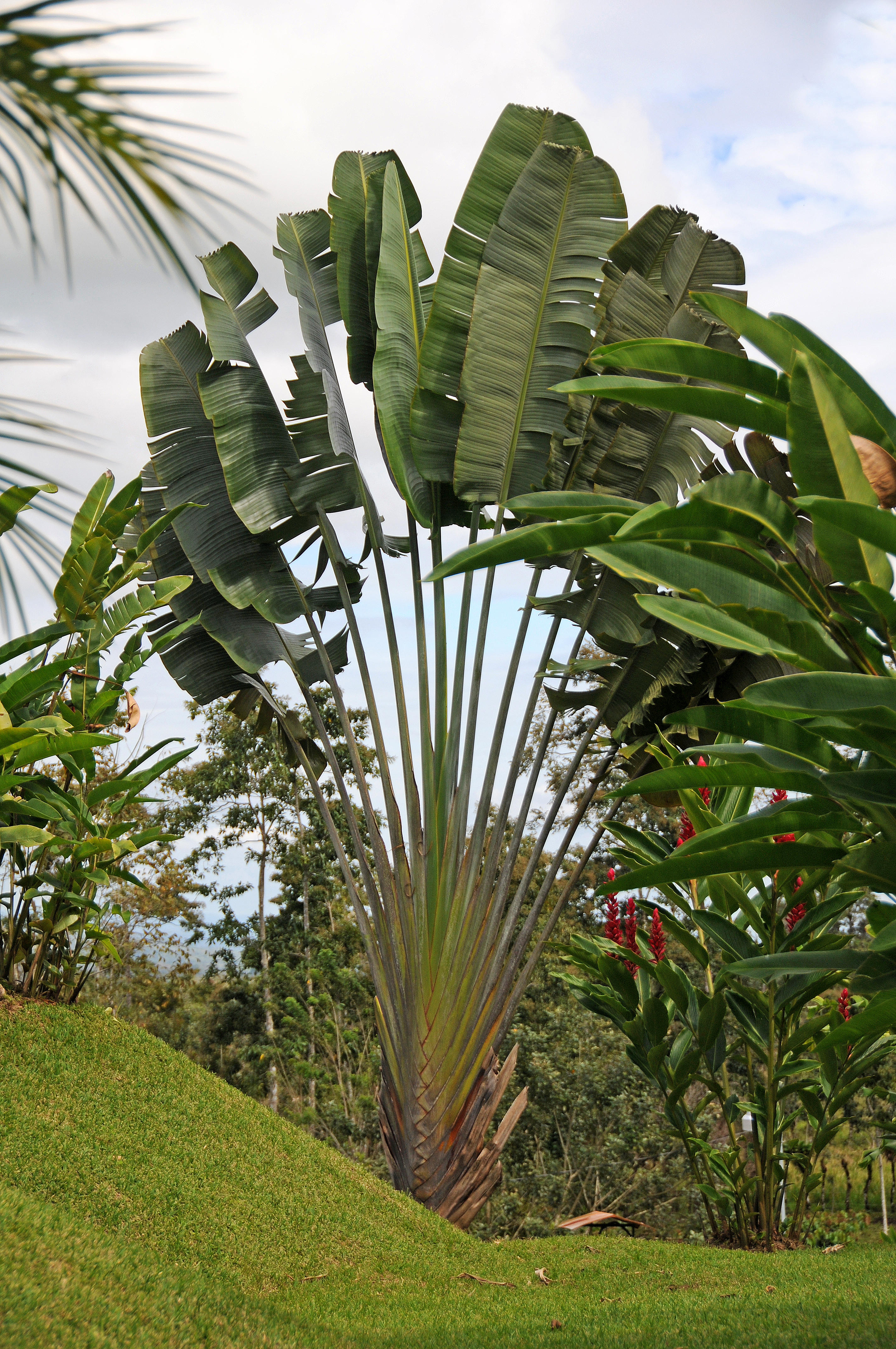 Arenal Vocano Area - Costa Rica