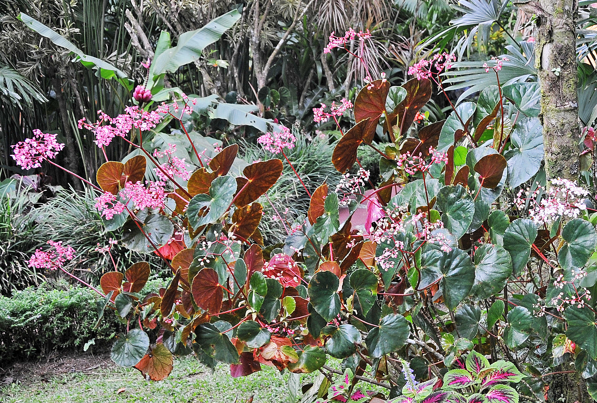 Tabacon Hot Springs - Arenal Vocano