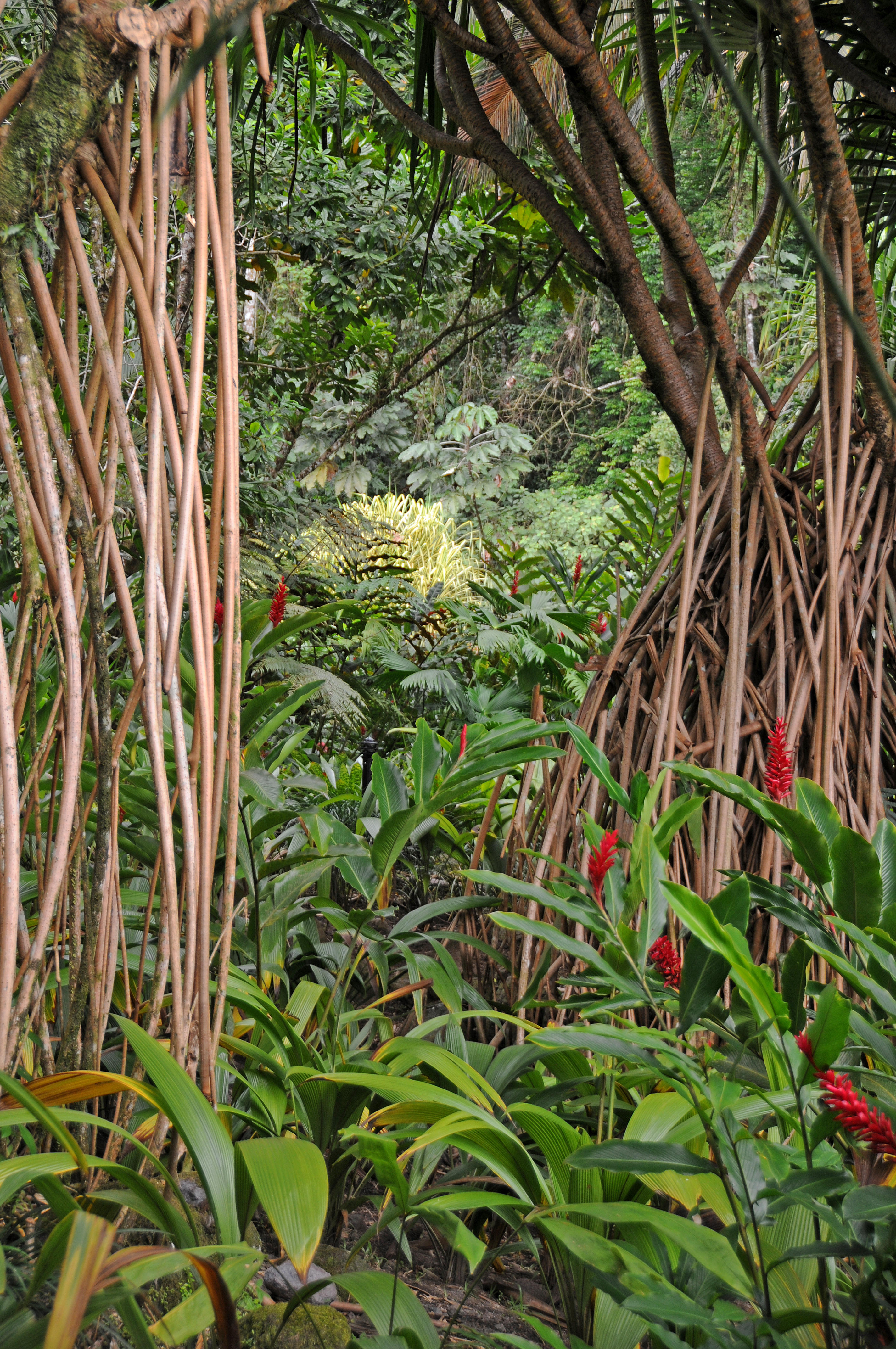 Tabacon Hot Springs - Arenal Vocano