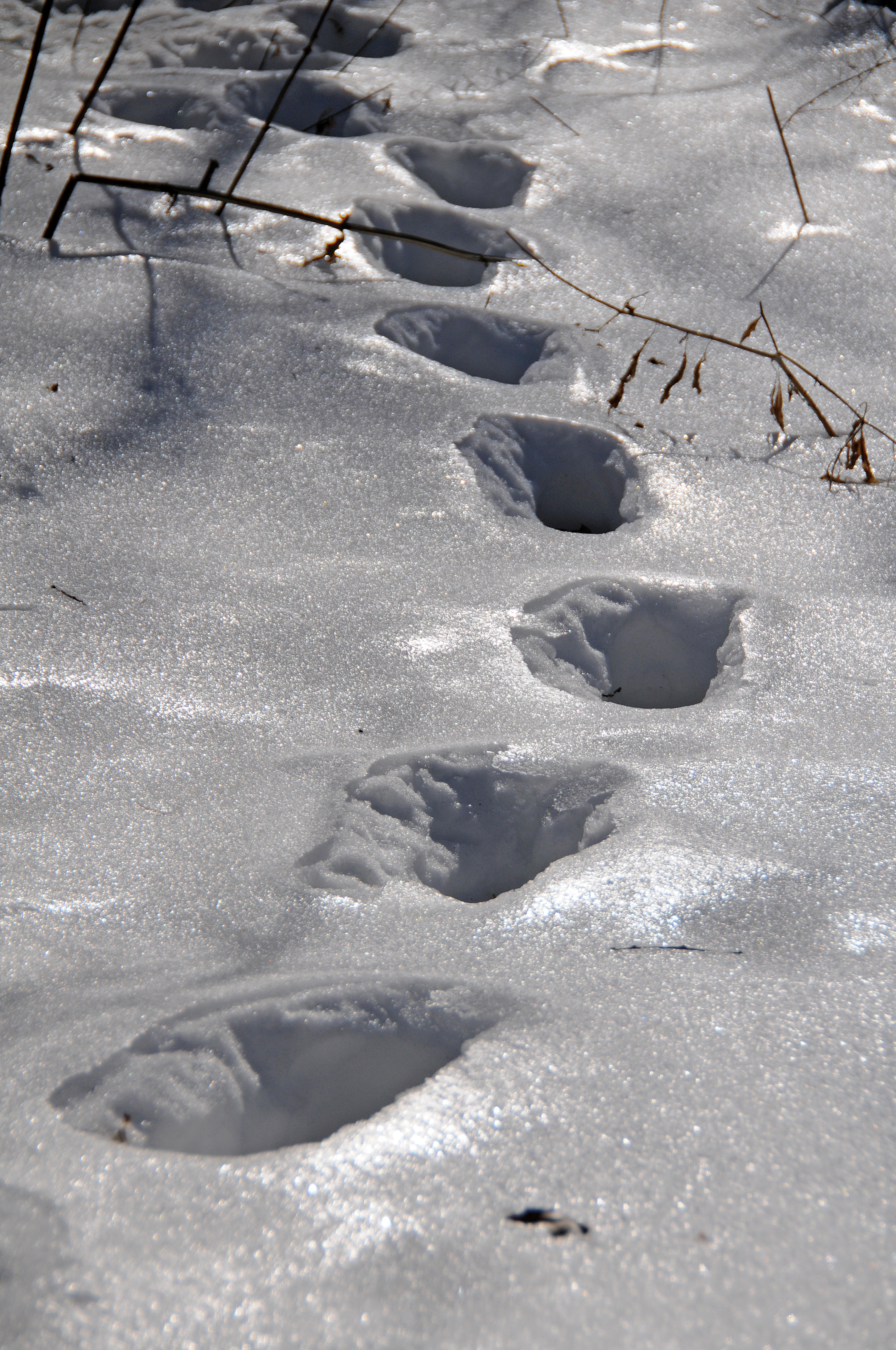 DSC_2854.JPG