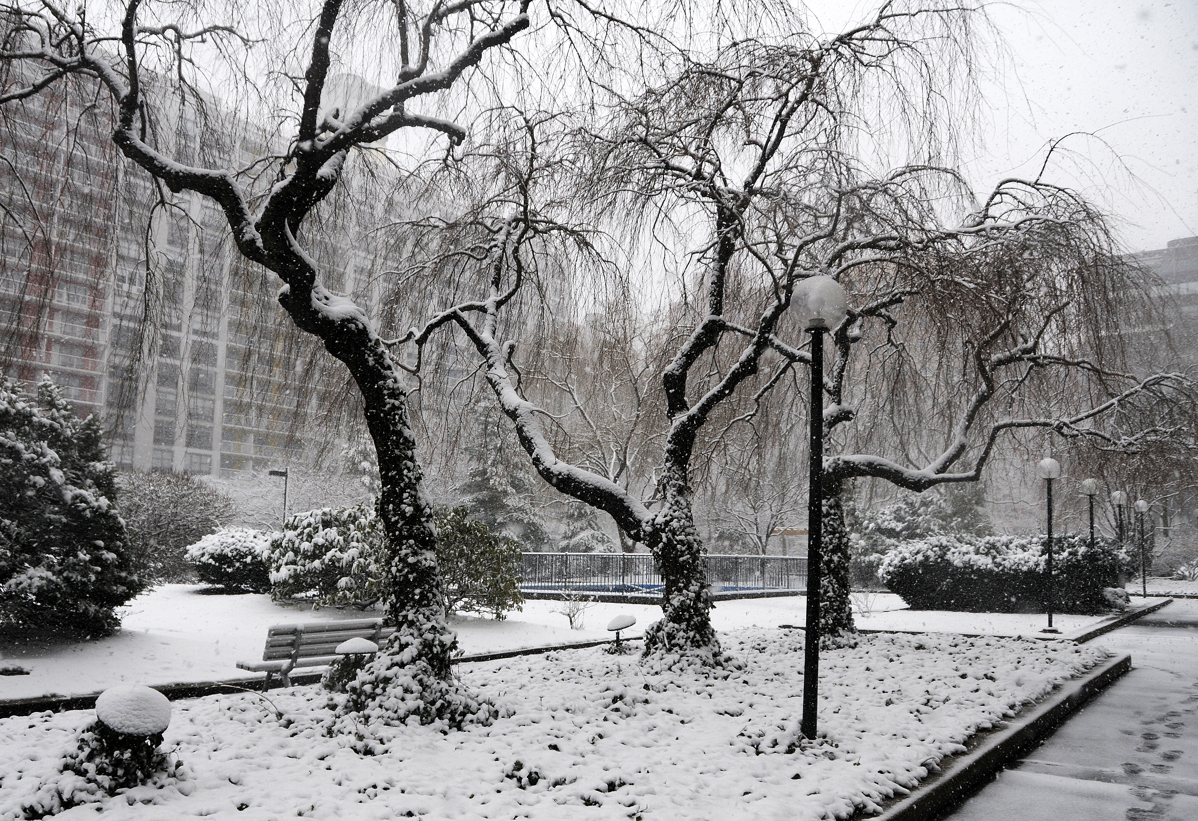 Snow Day