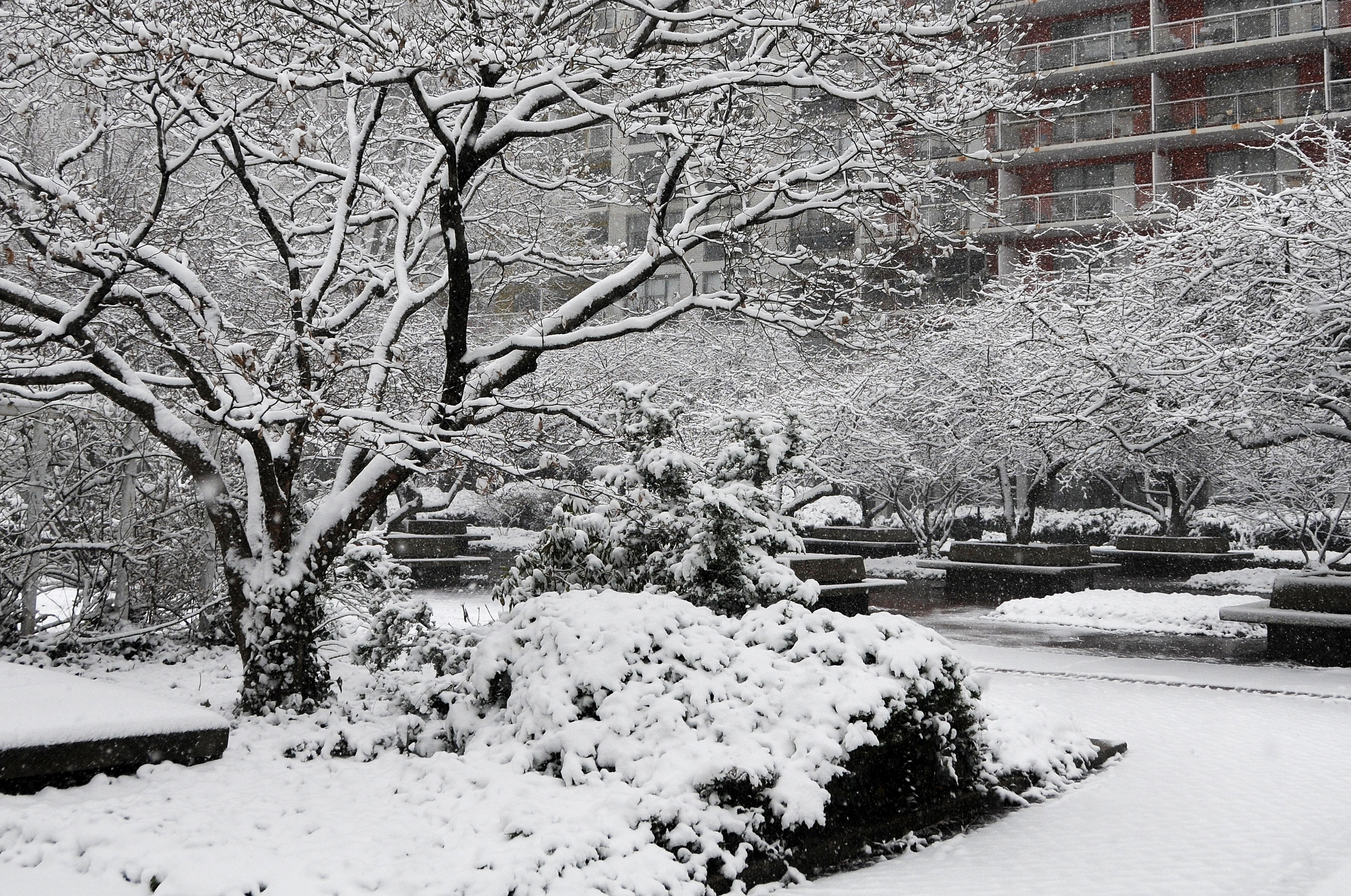 Snow Day