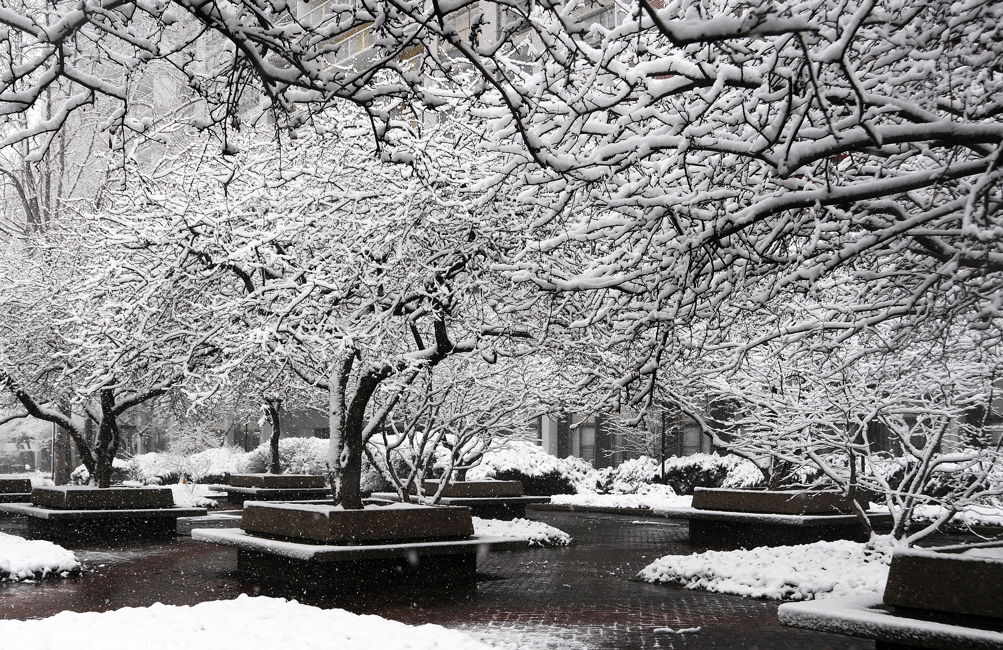 Snow Day
