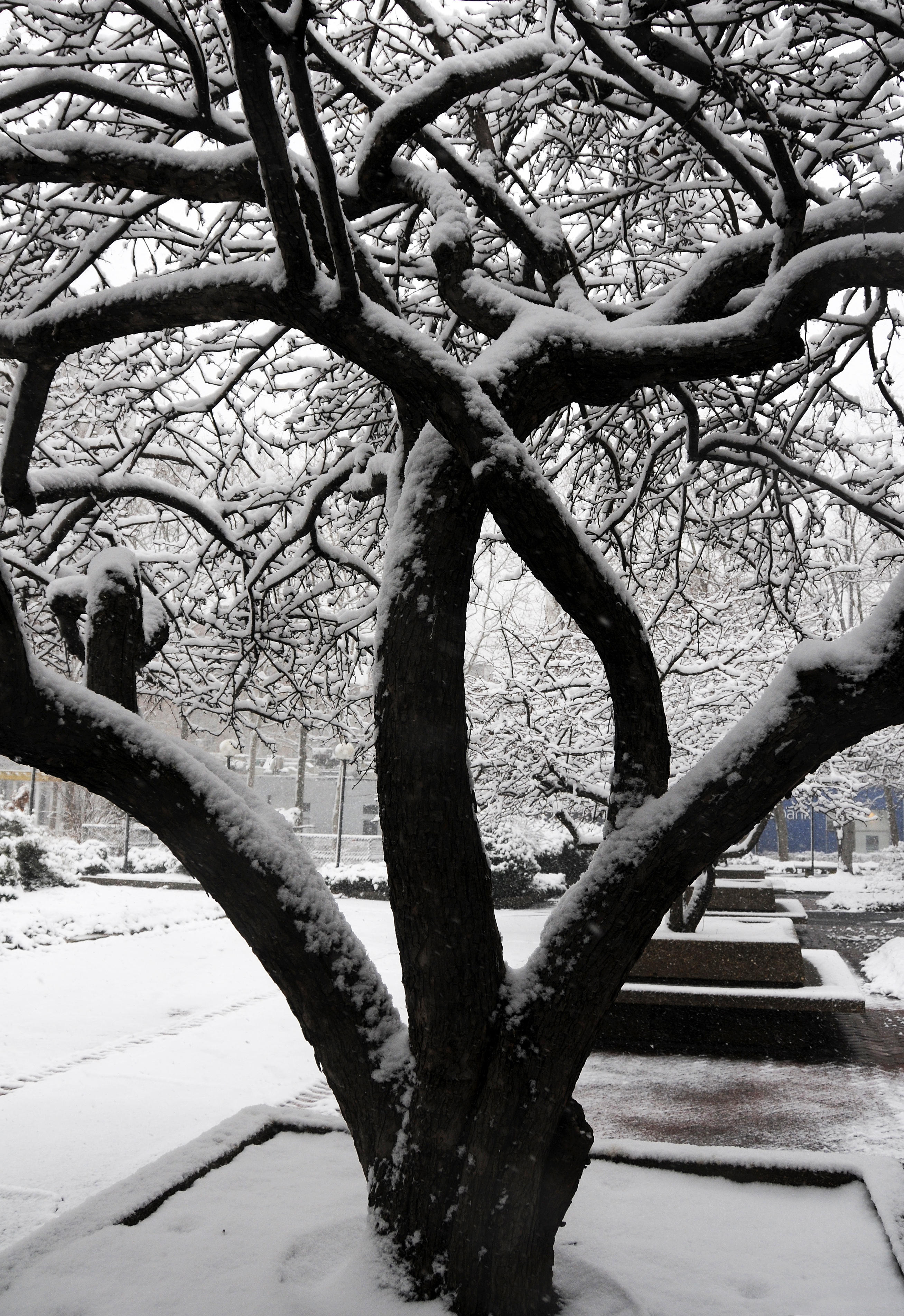 Snow Day