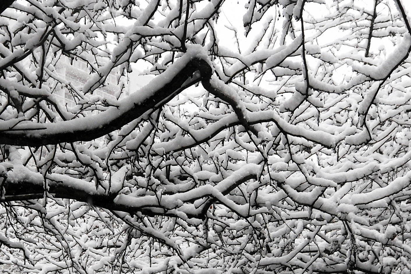 Snow Day