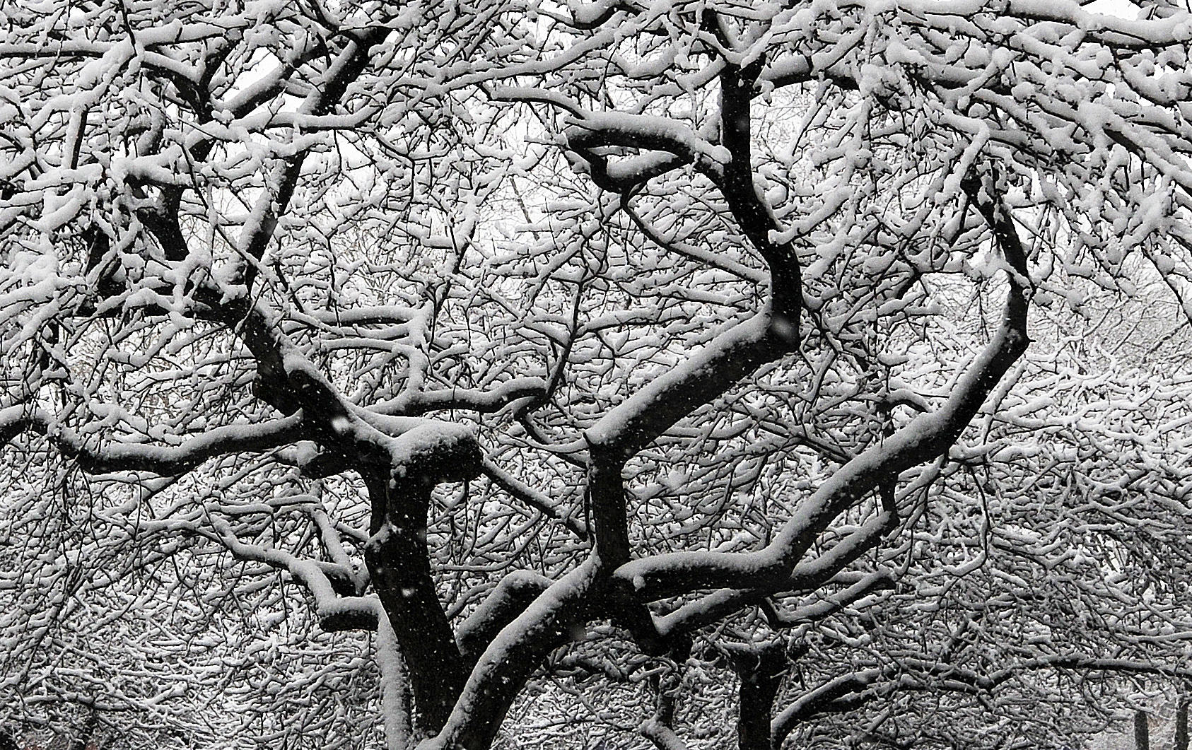 Snow Day