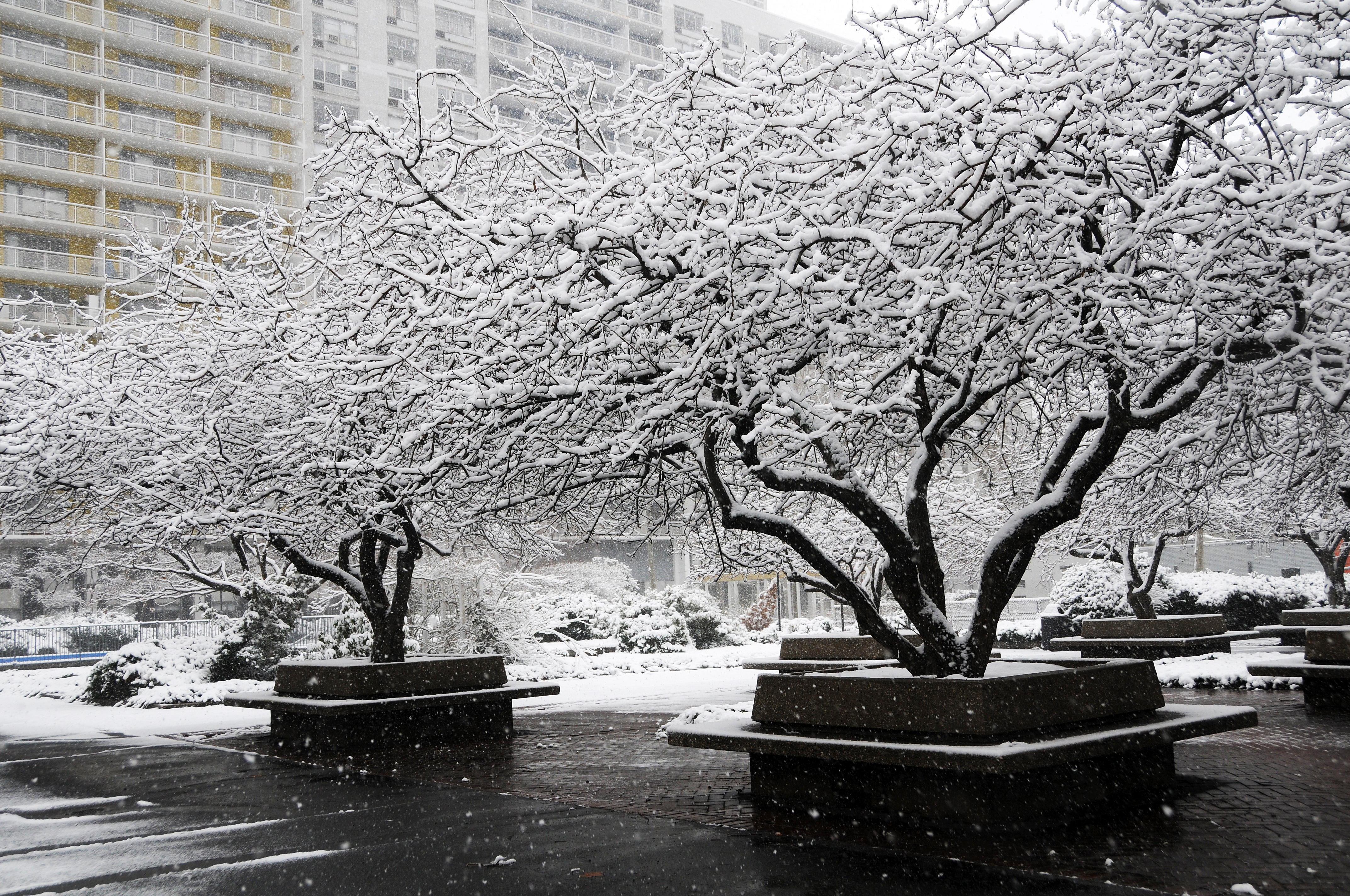 Snow Day