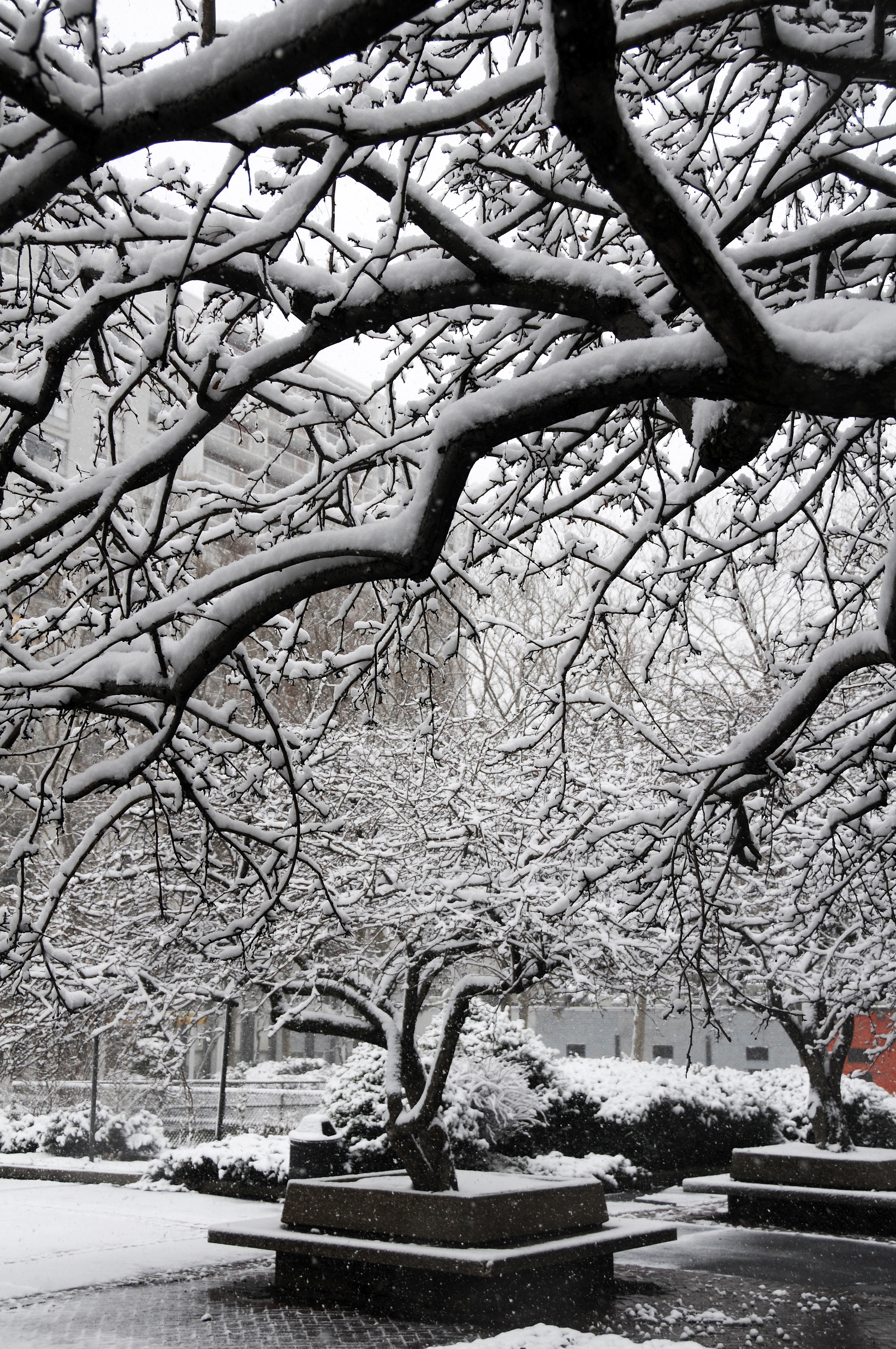 Snow Day