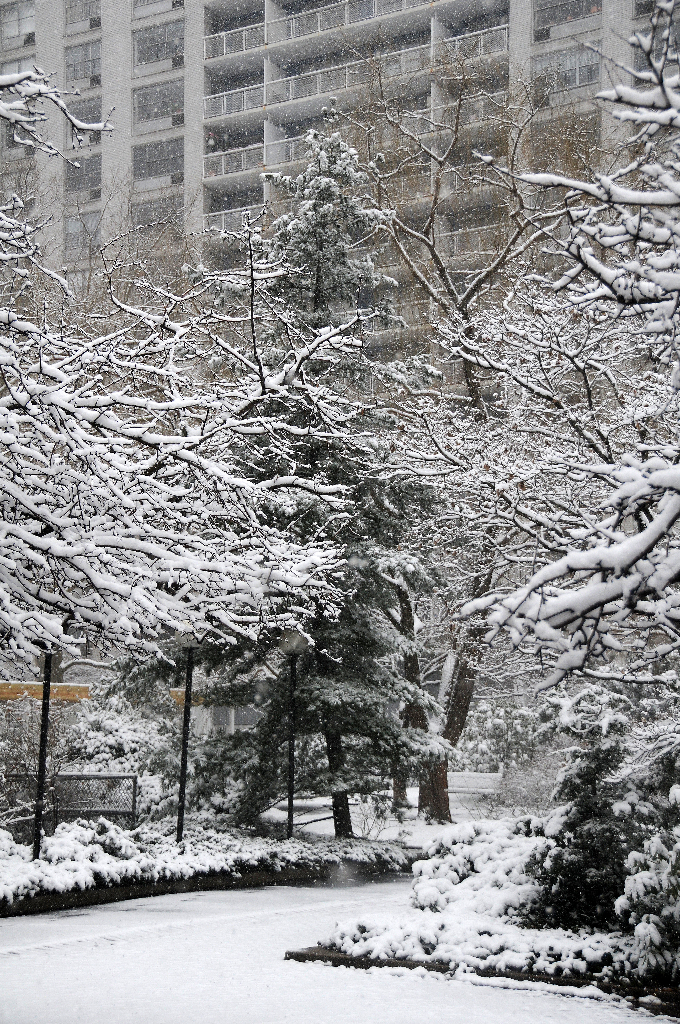 Snow Day
