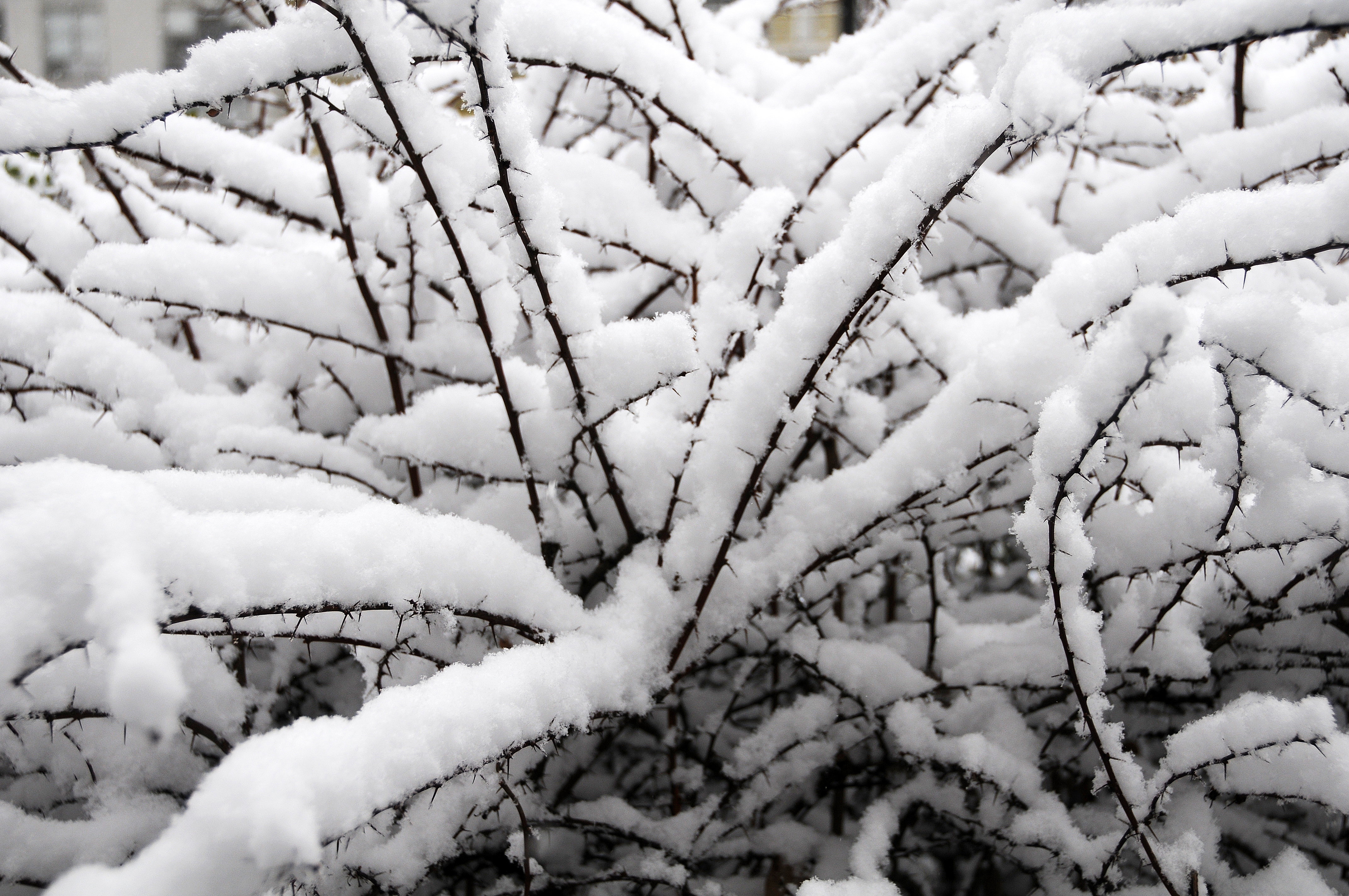 Snow Day