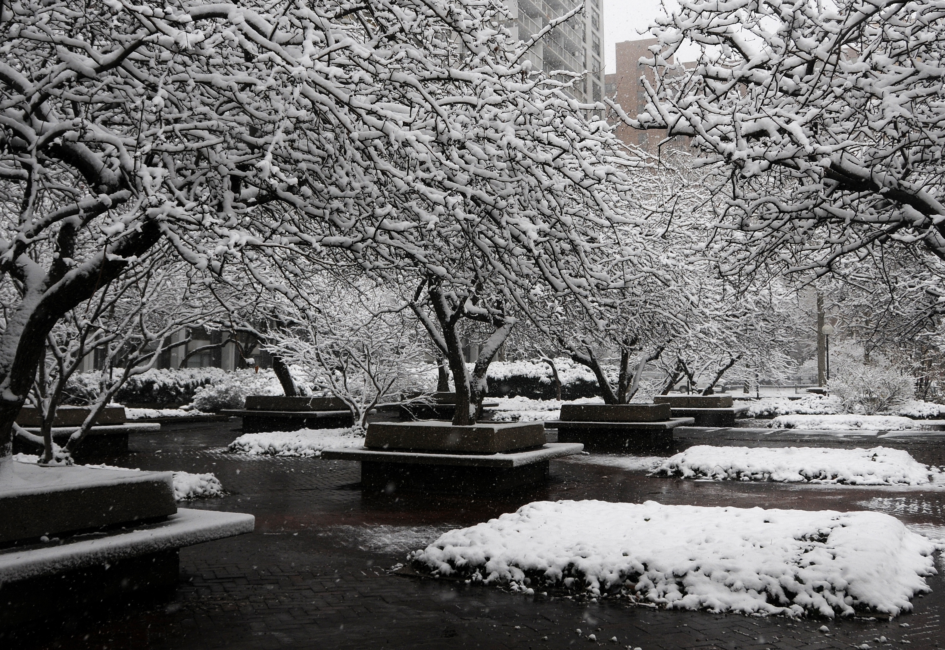 Snow Day