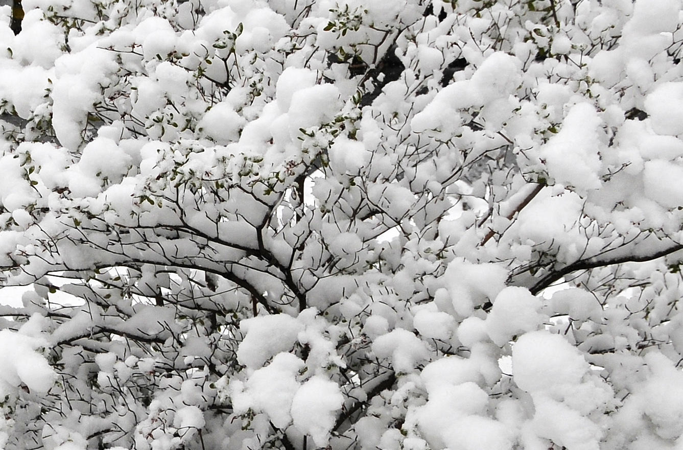 Snow Day