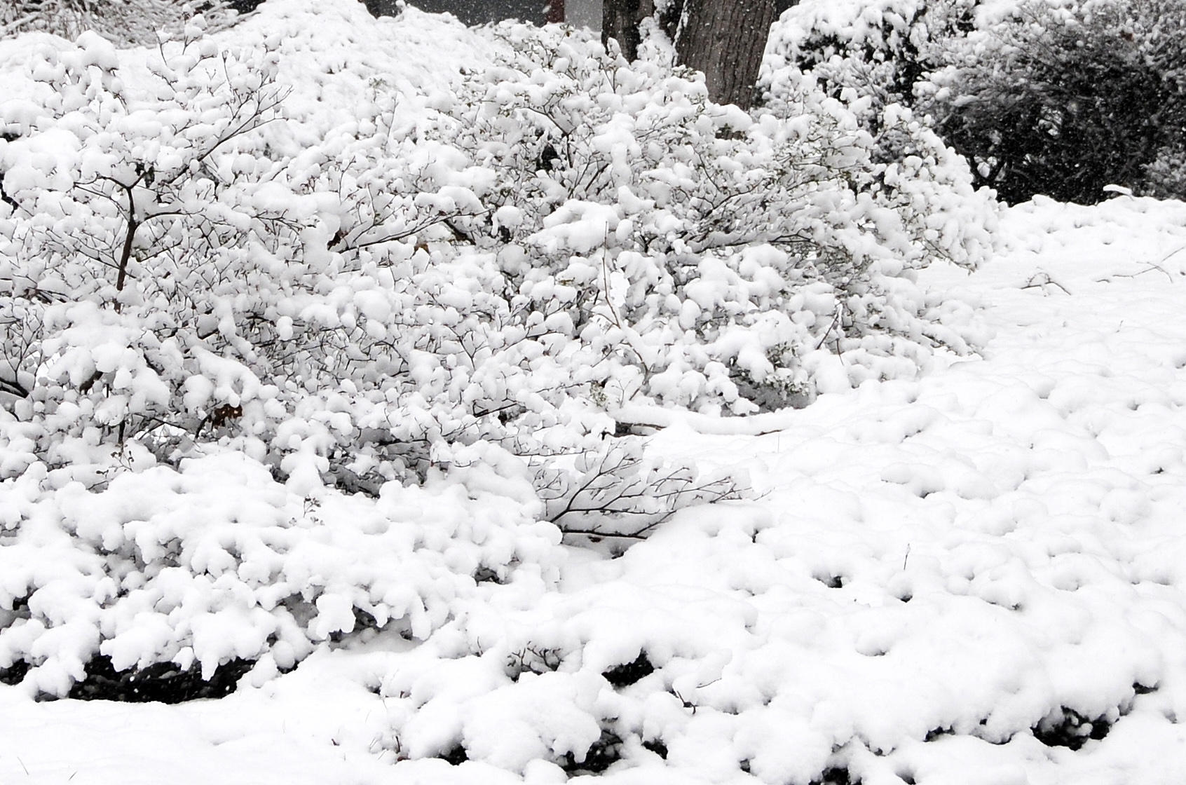 Snow Day