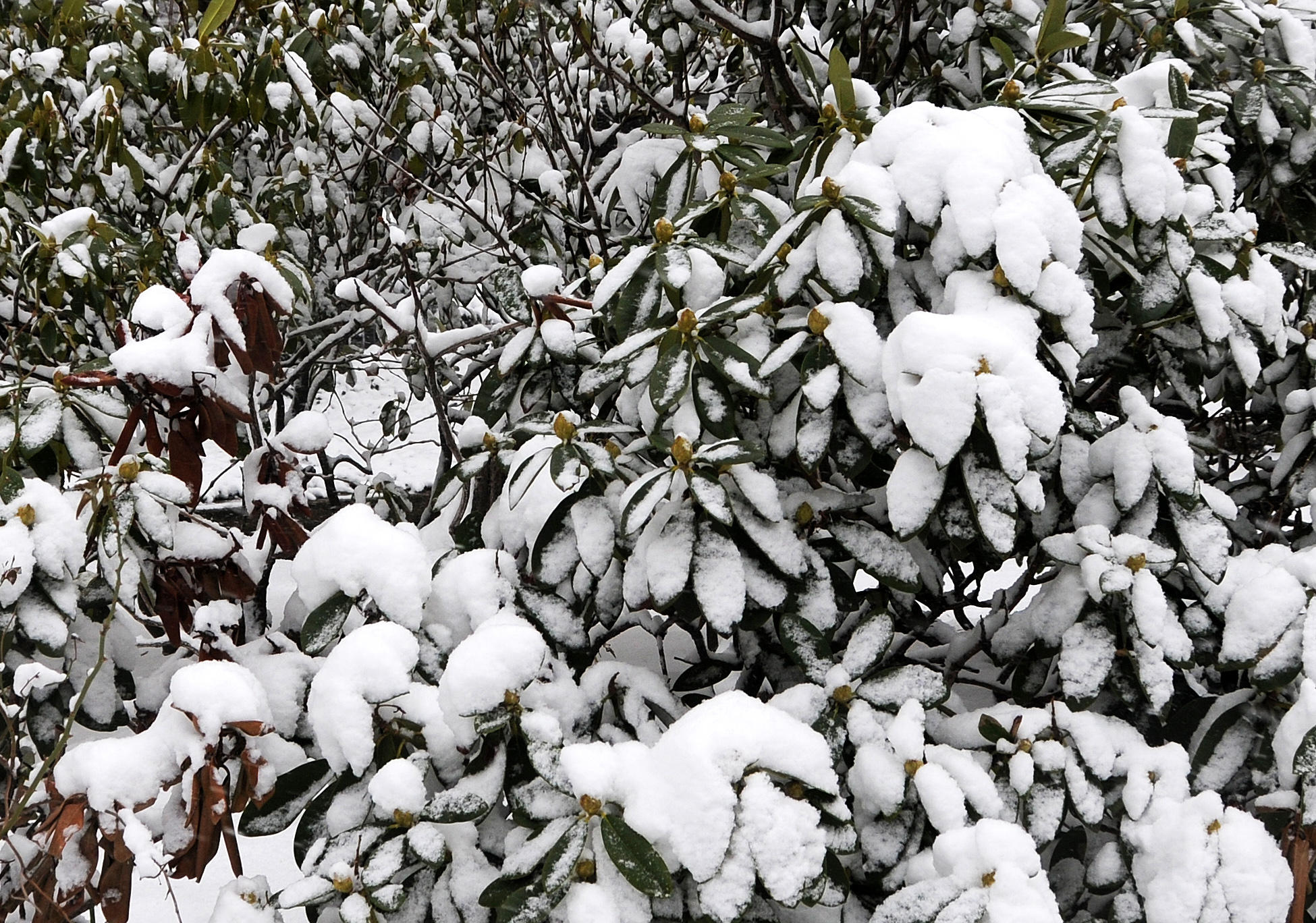 Snow Day