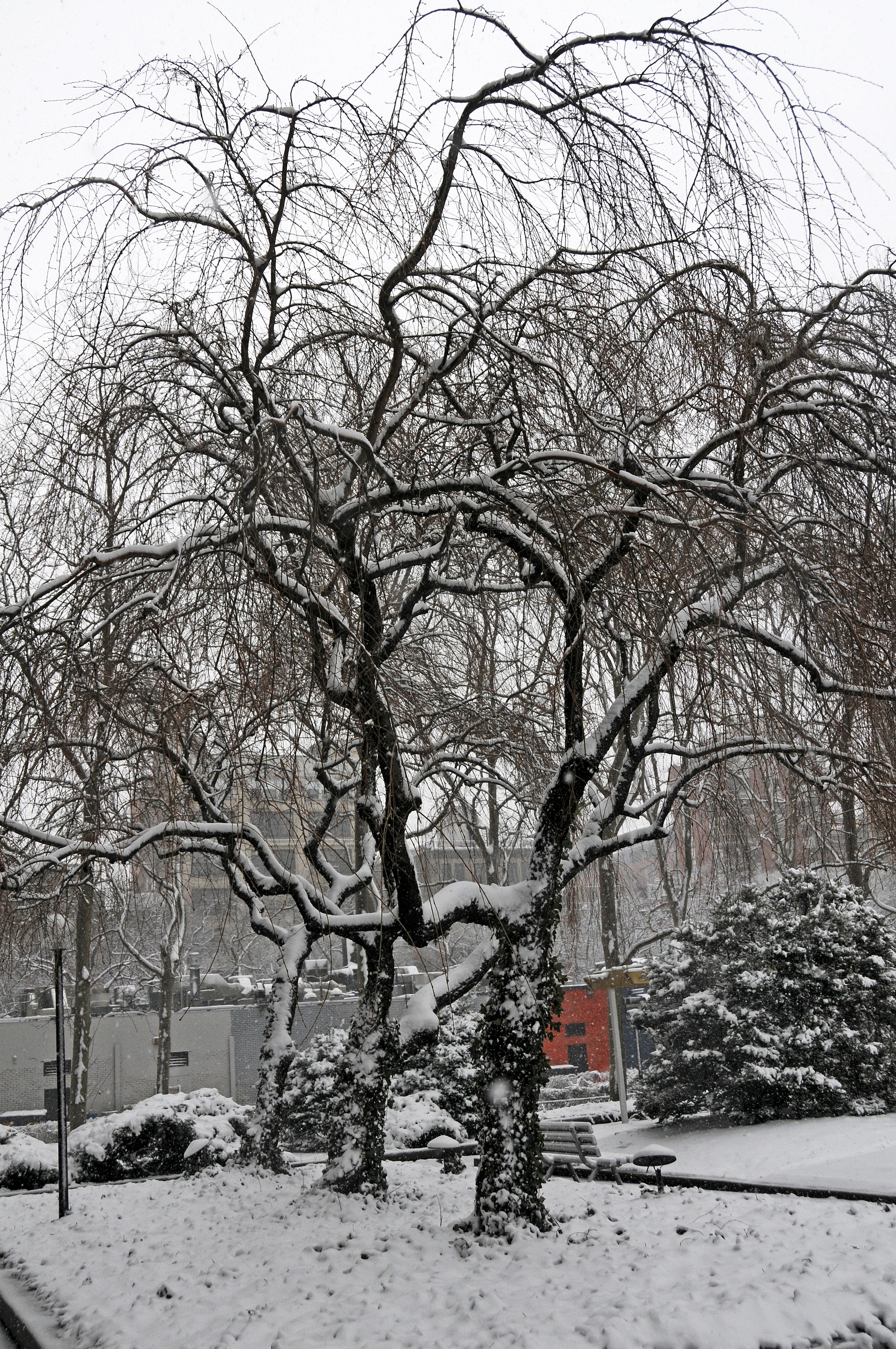 Snow Day