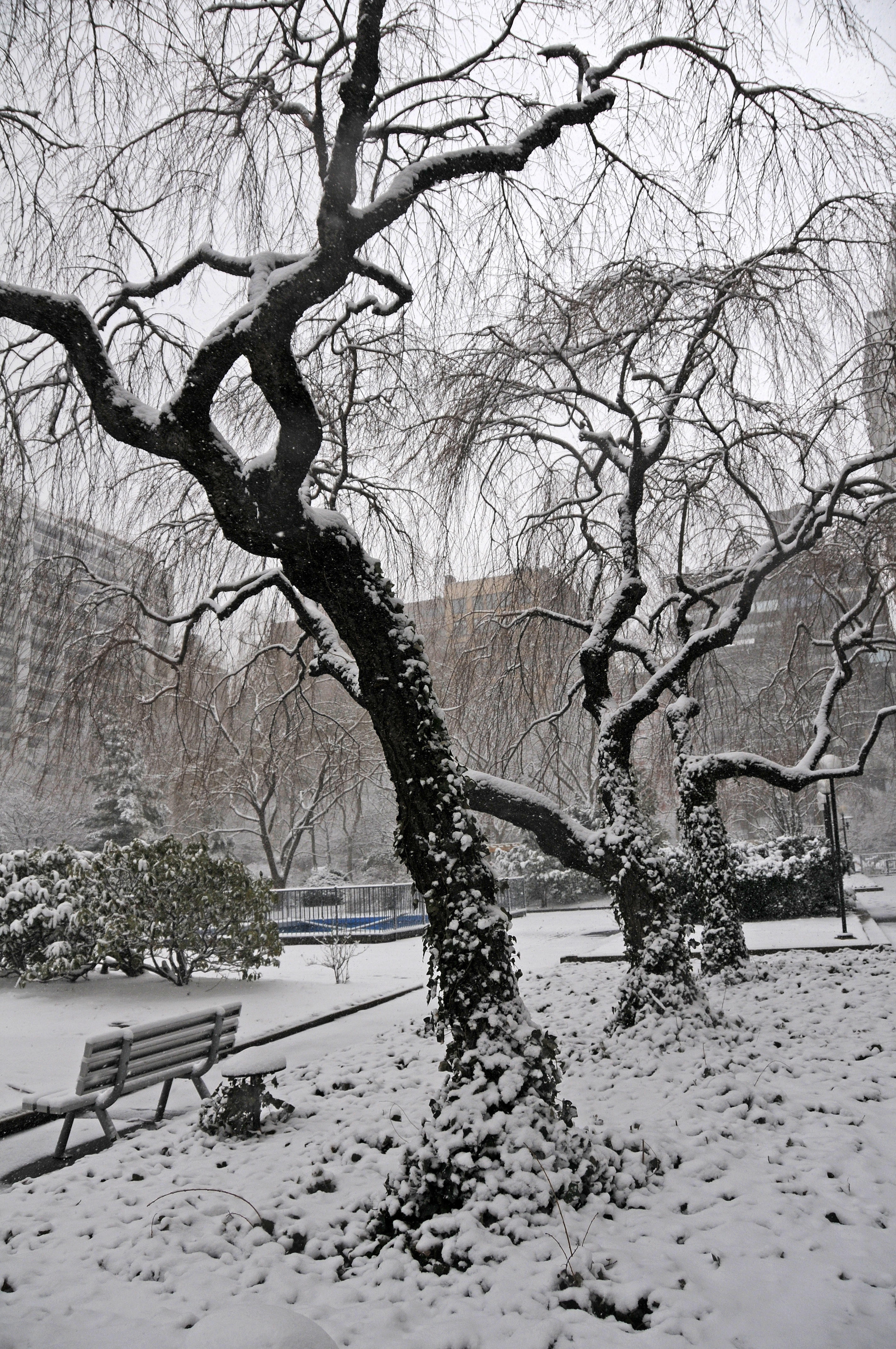 Snow Day