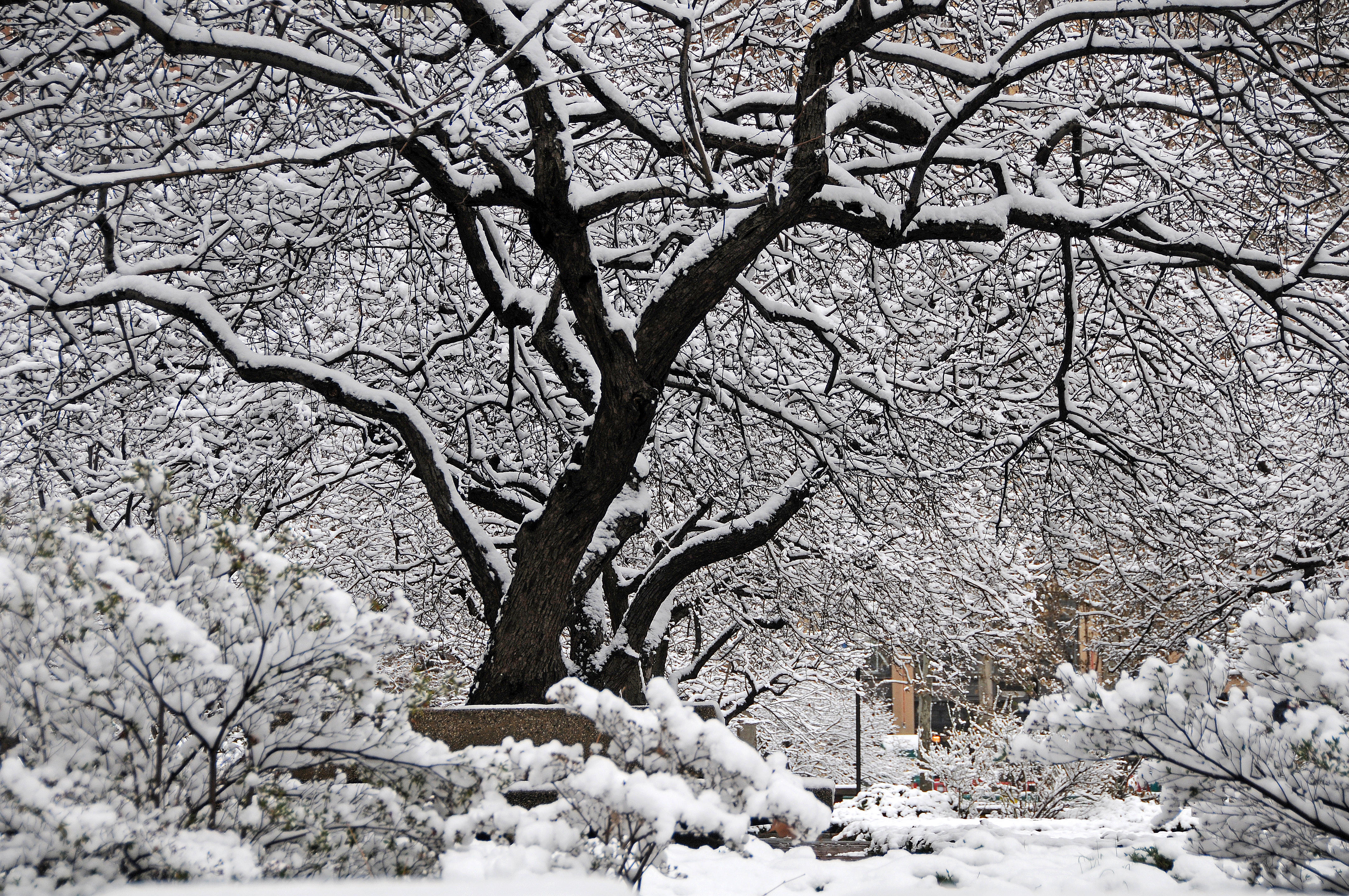 Snow Day