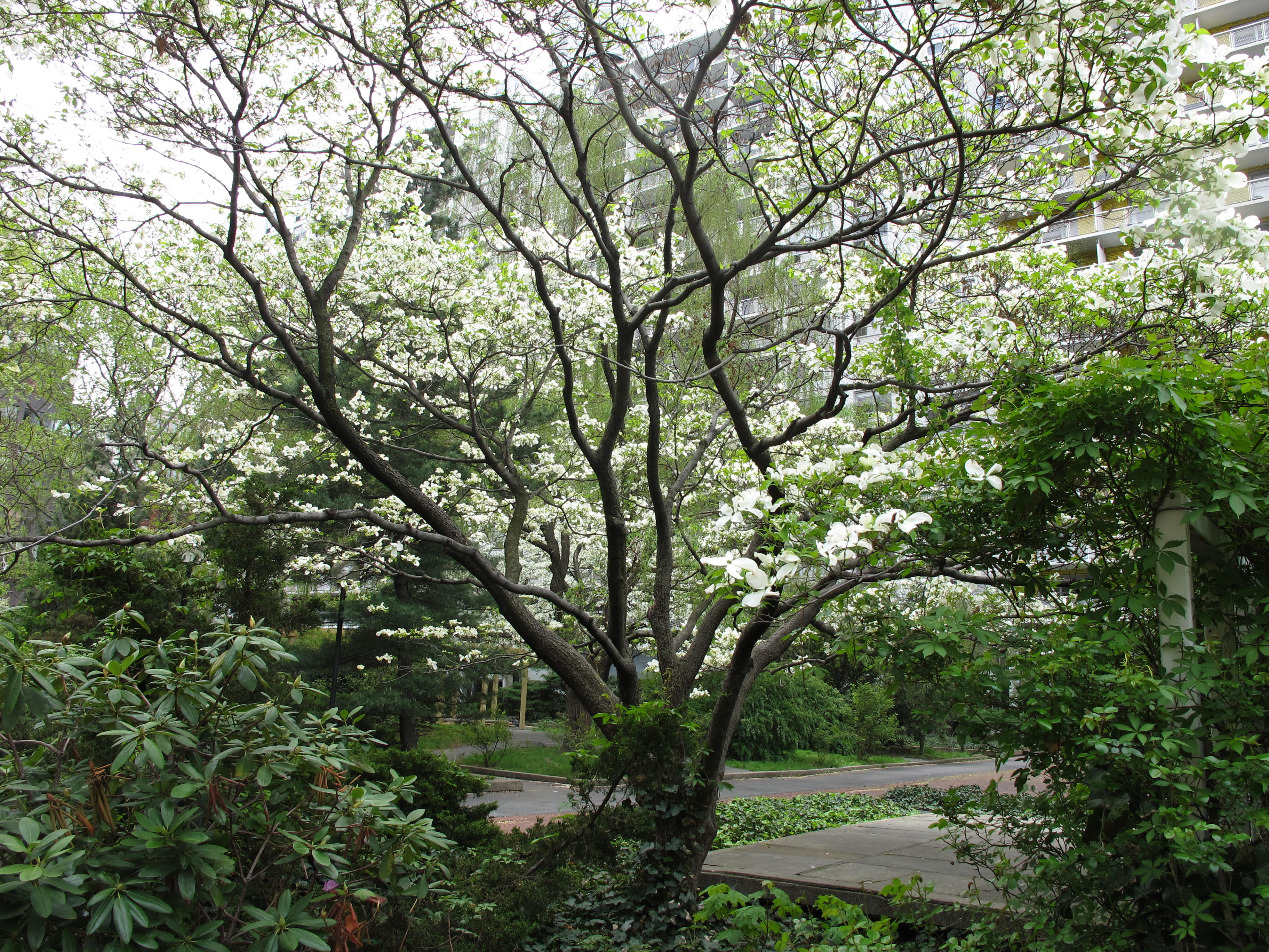 Dogwood