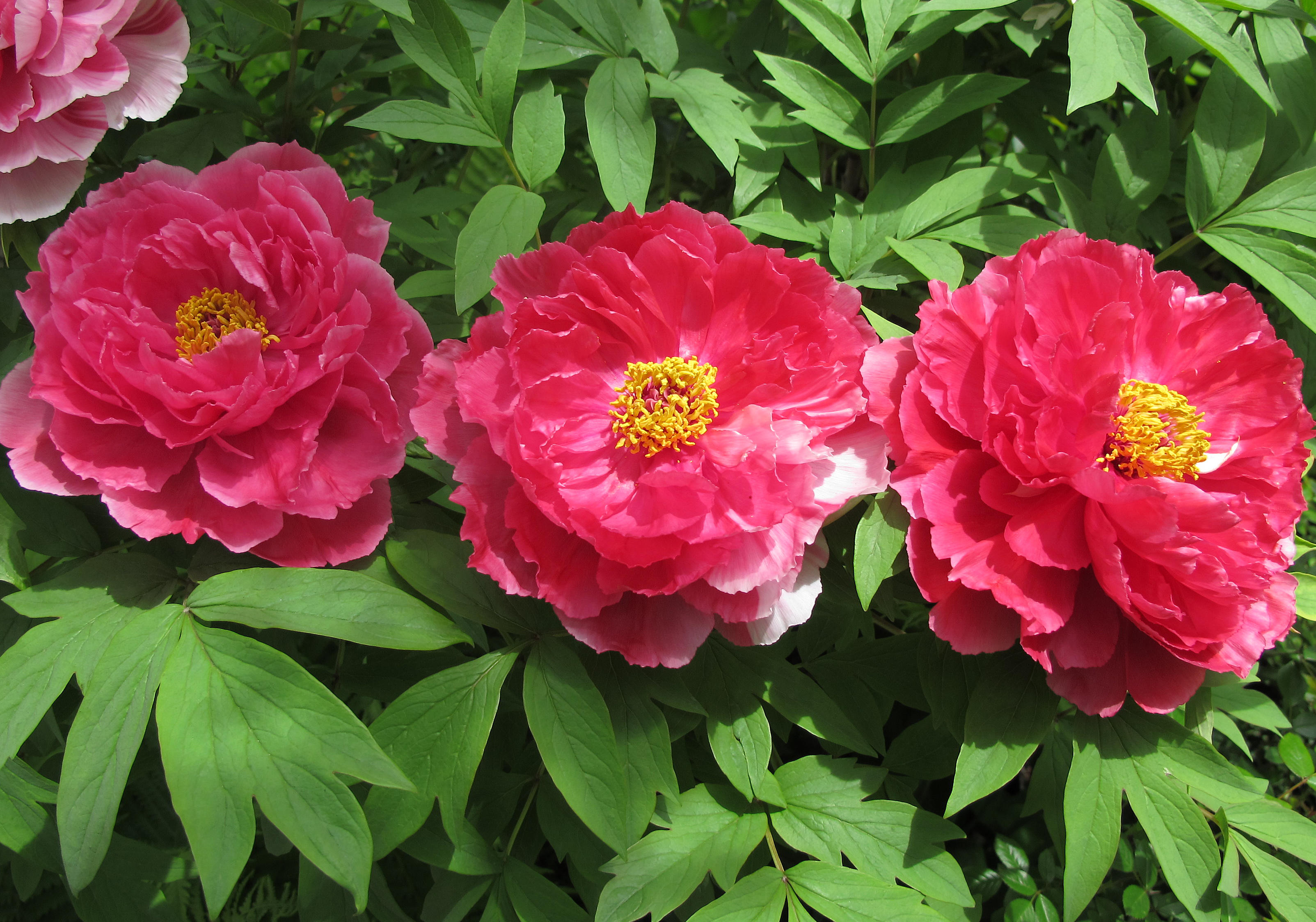 Tree Peony Blossoms