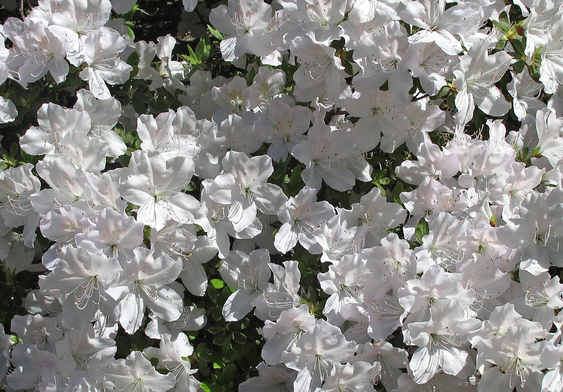 Azalea