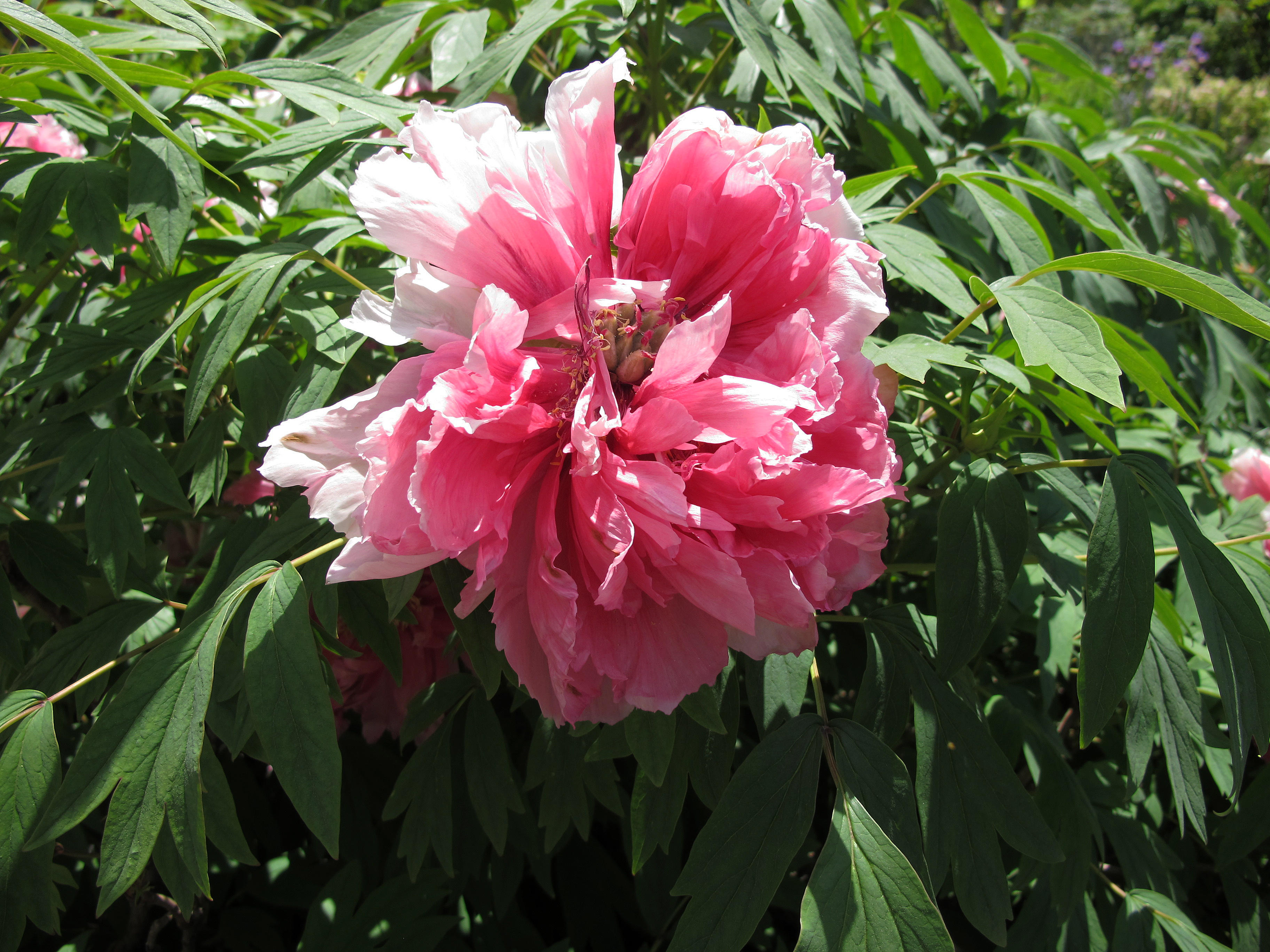 Tree Peony Blossom