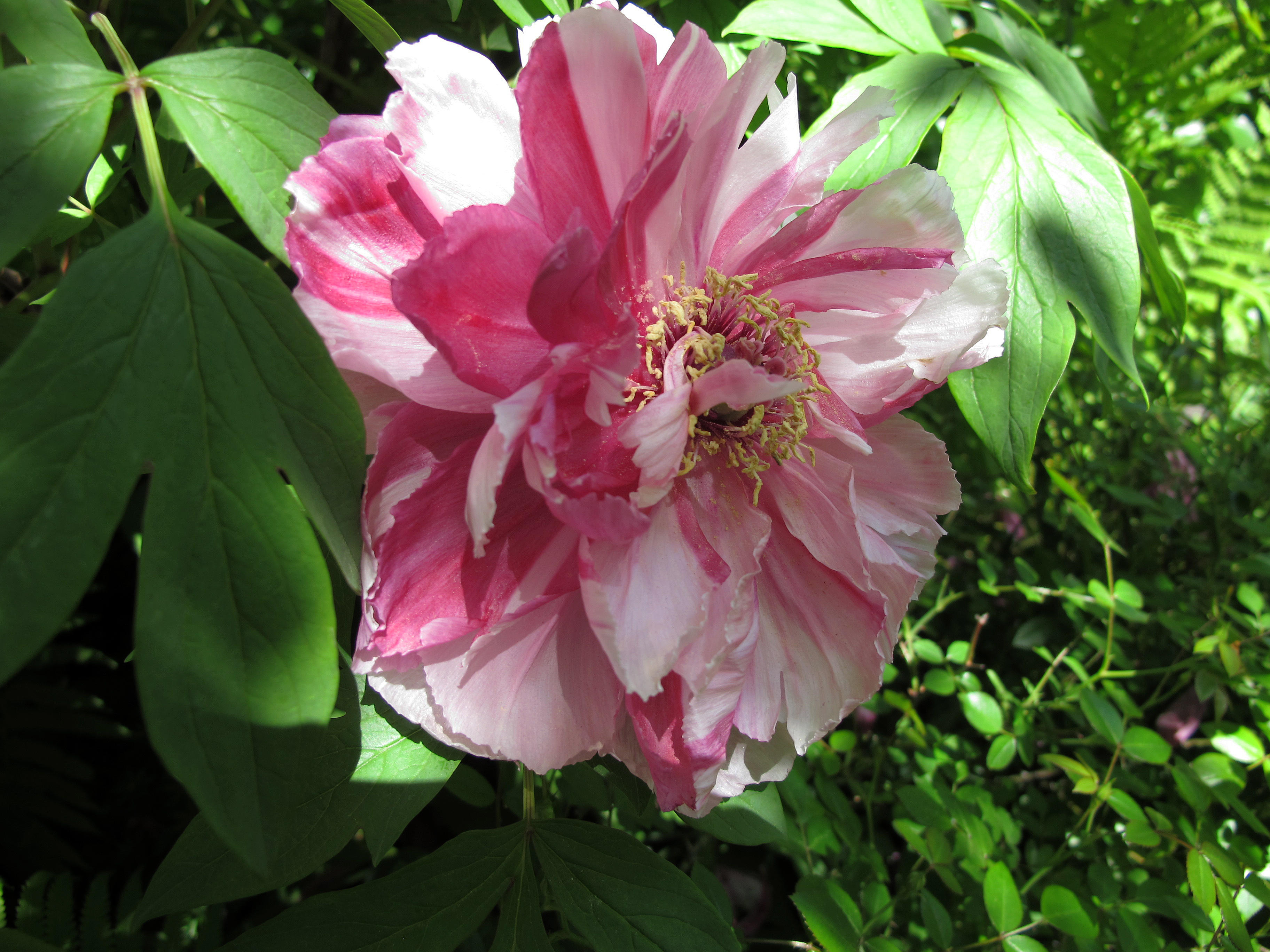 Tree Peony Blossom