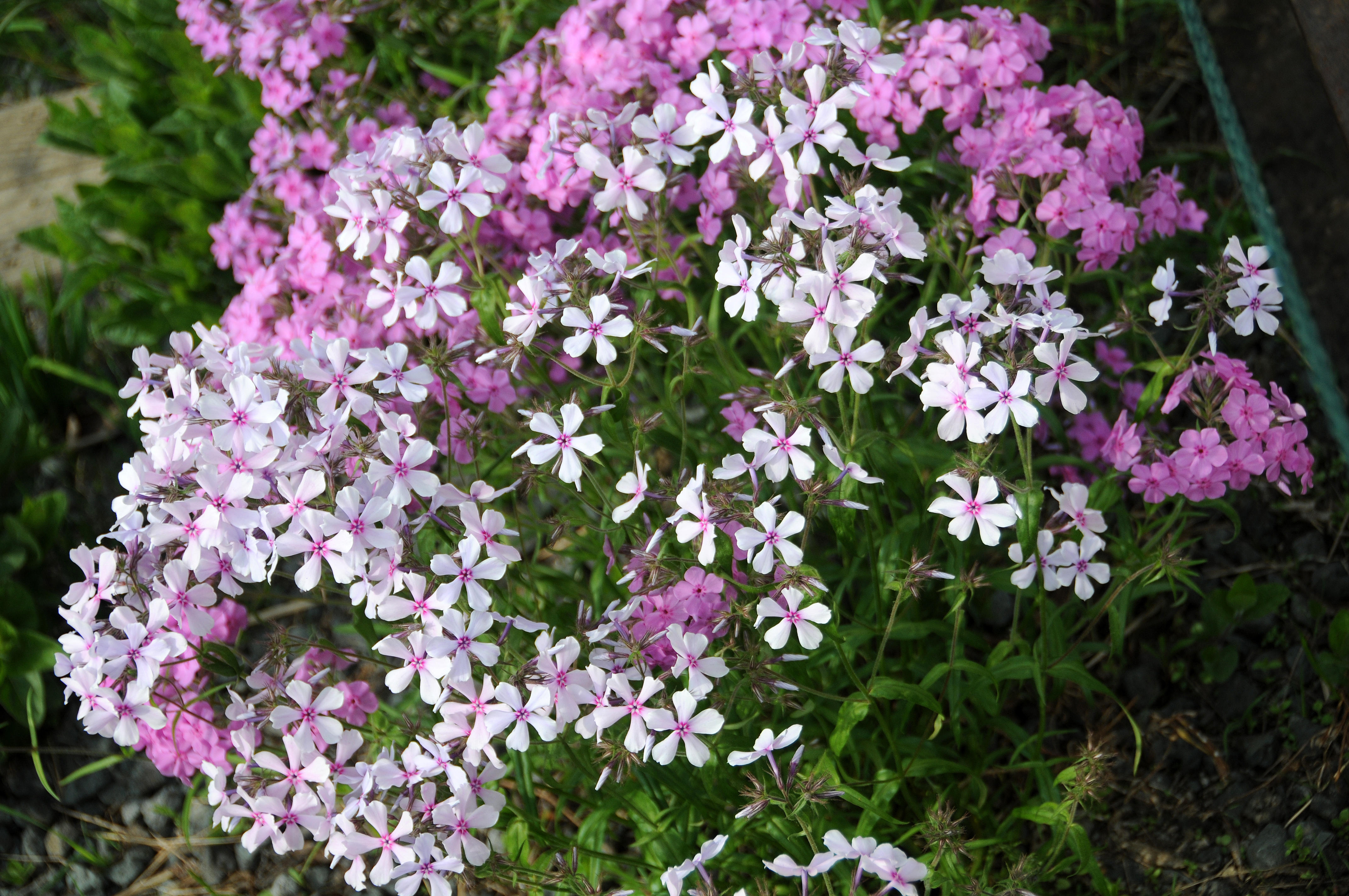 DSC_8287.JPG