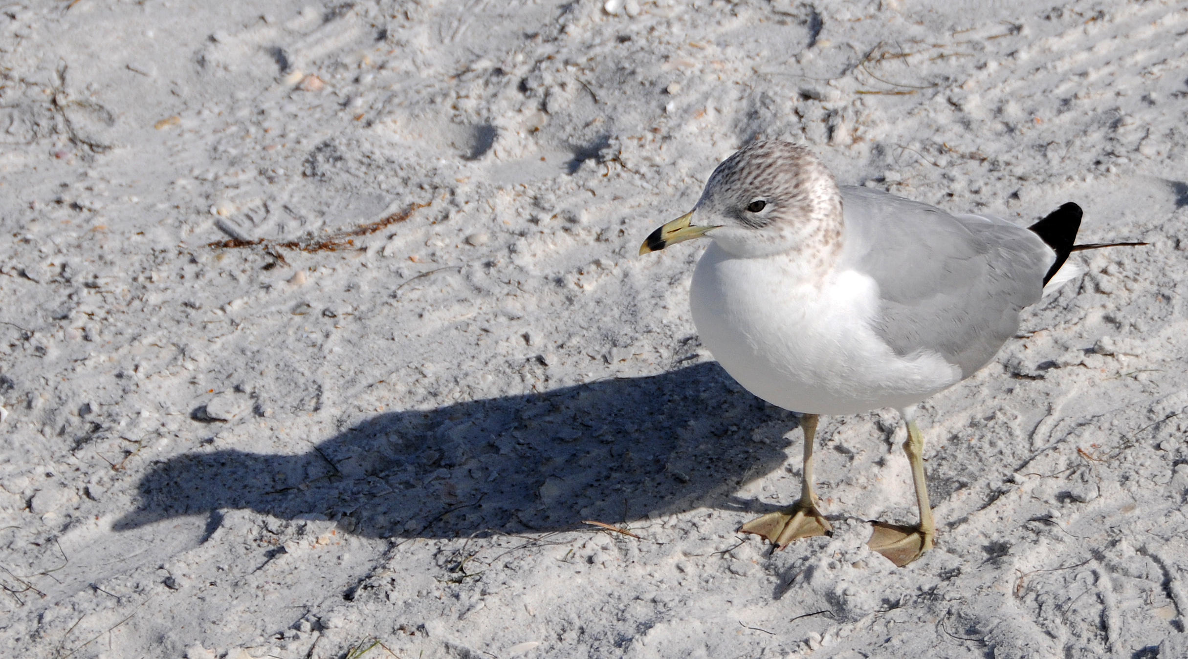DSC_2166.JPG