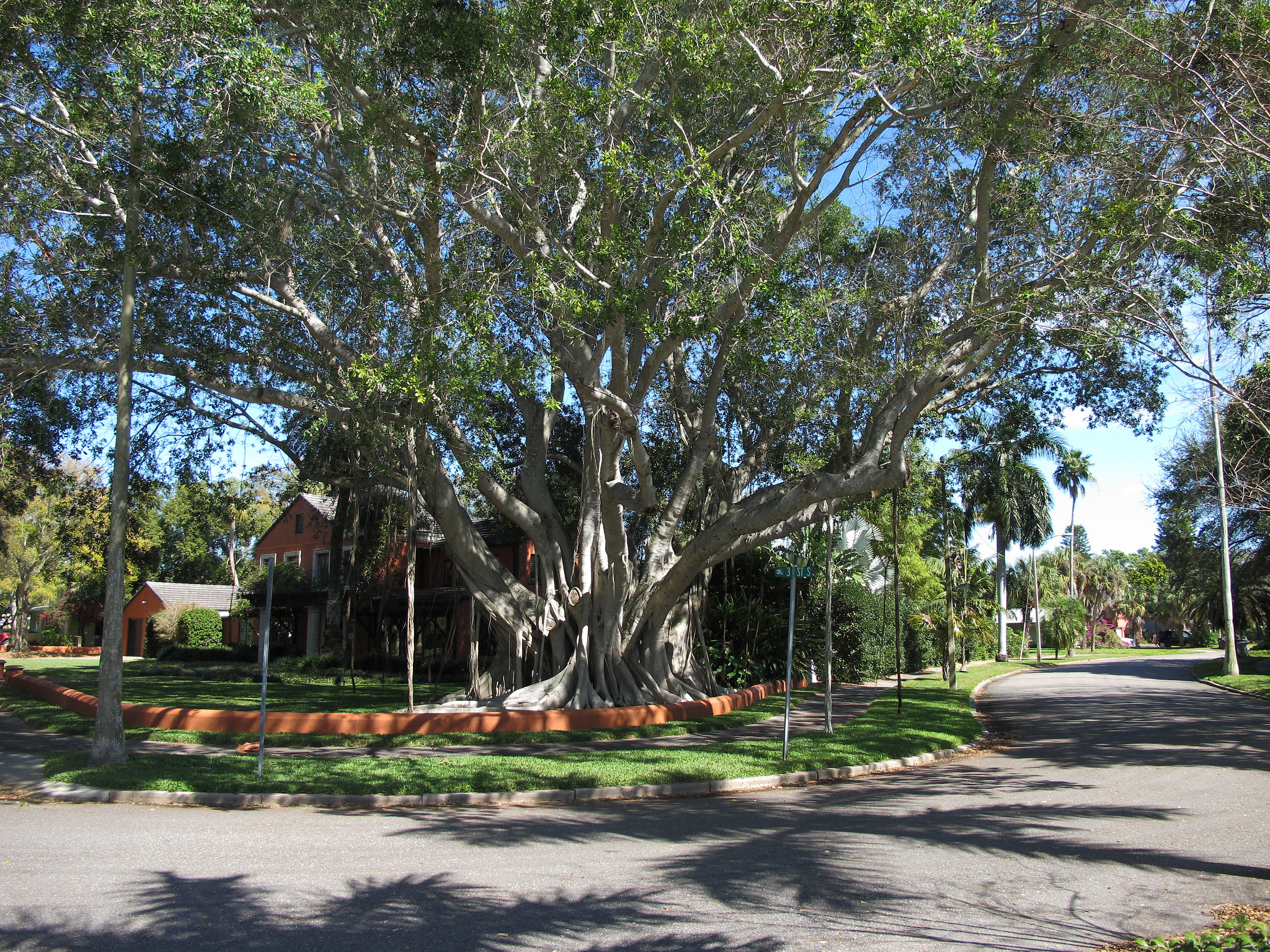 Banyan Tree at Downtown Waterfront Park
