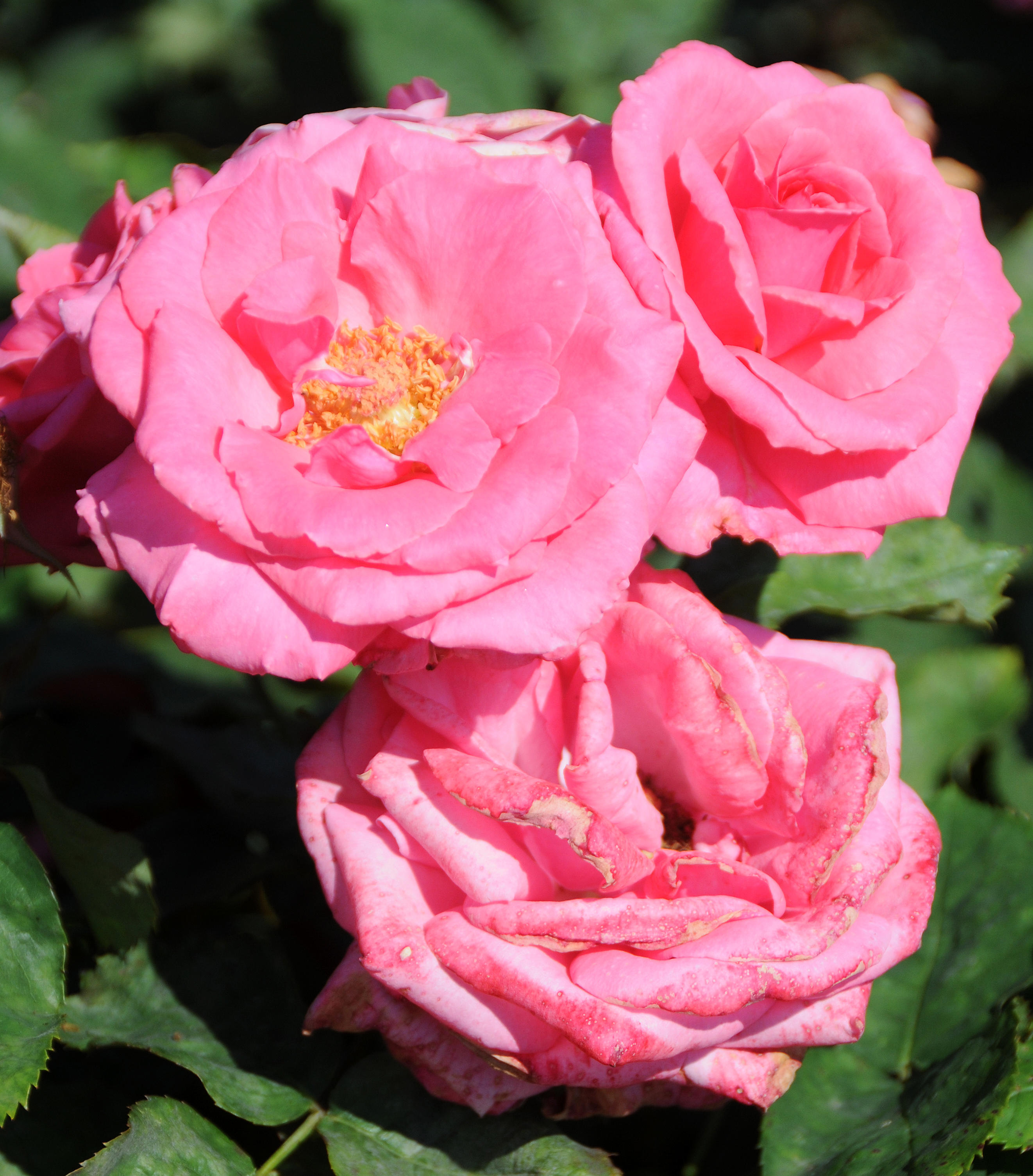 DSC_6891.JPG