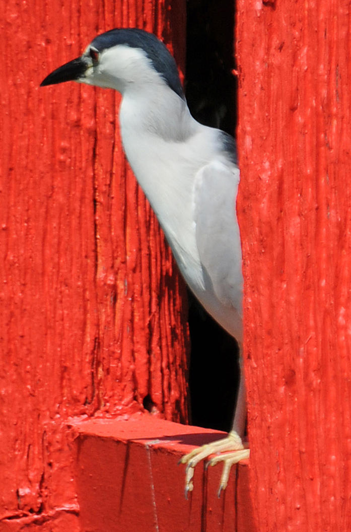Black Crowned Night Heron