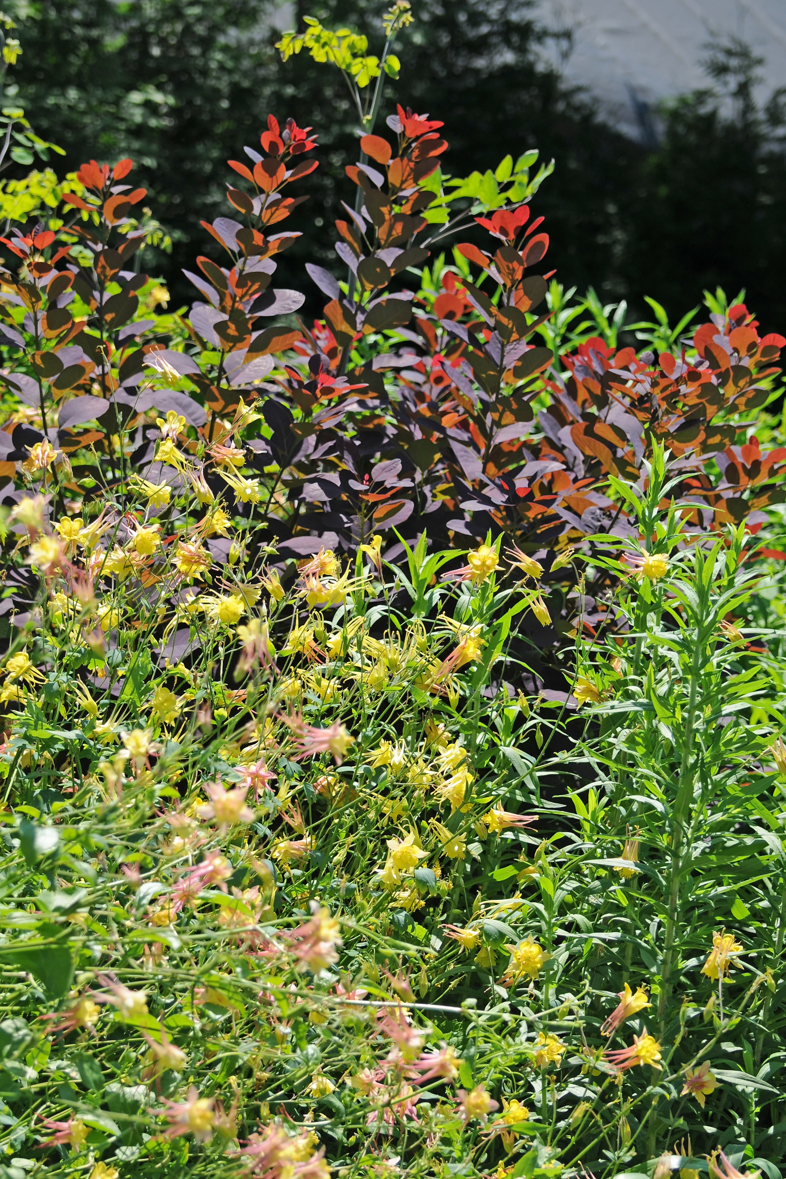 DSC_6952.JPG