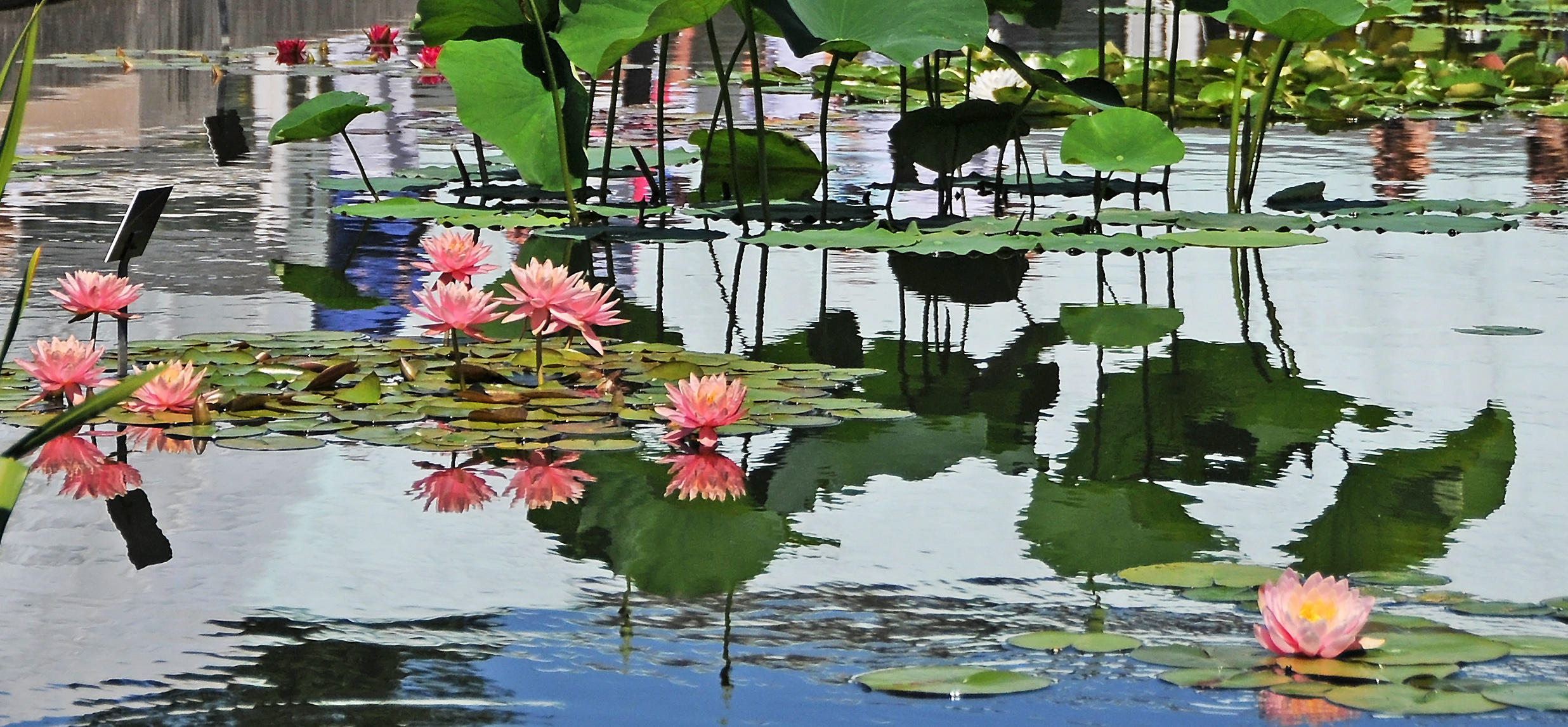 Waterlilies 