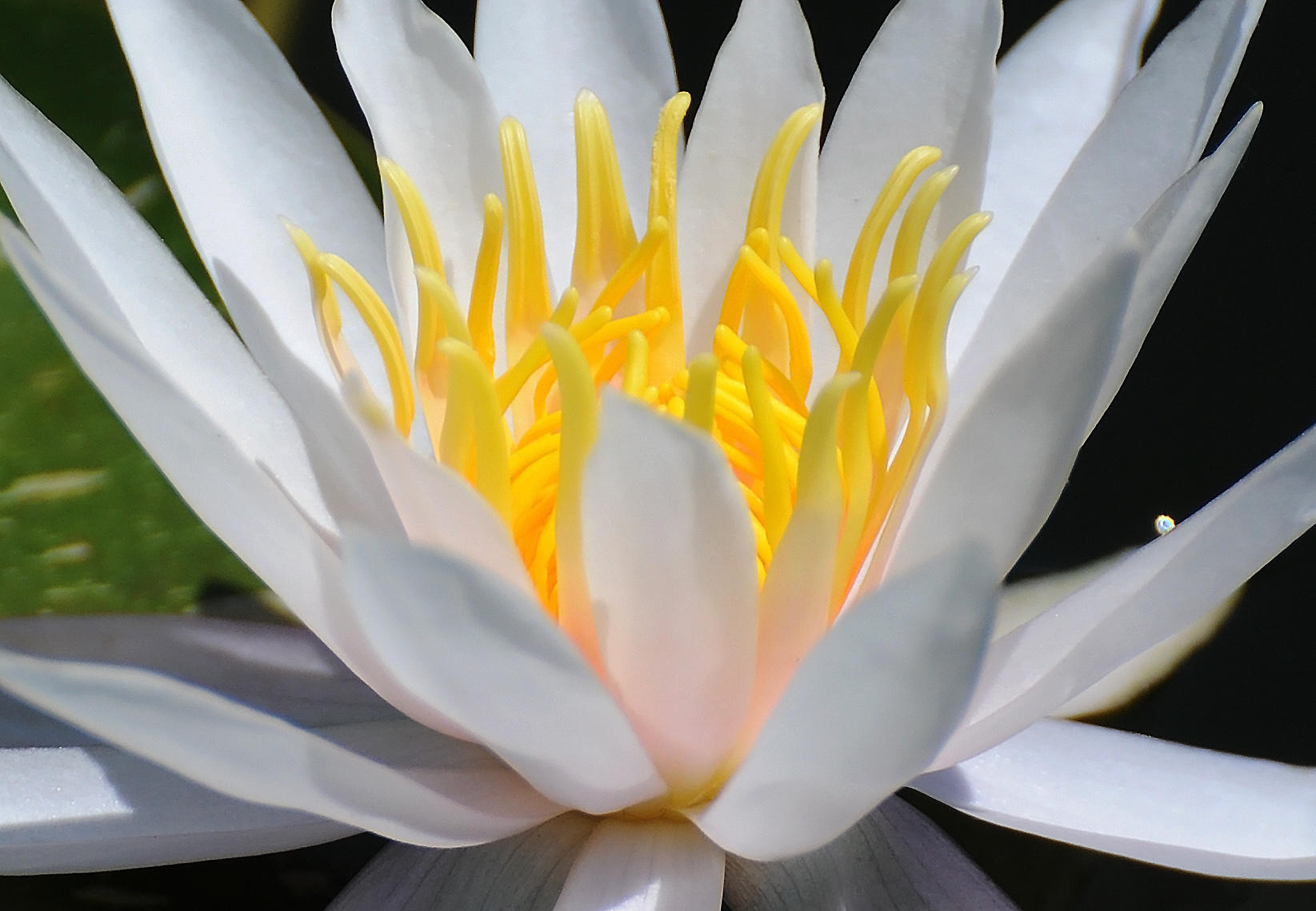 White Waterlily Detail