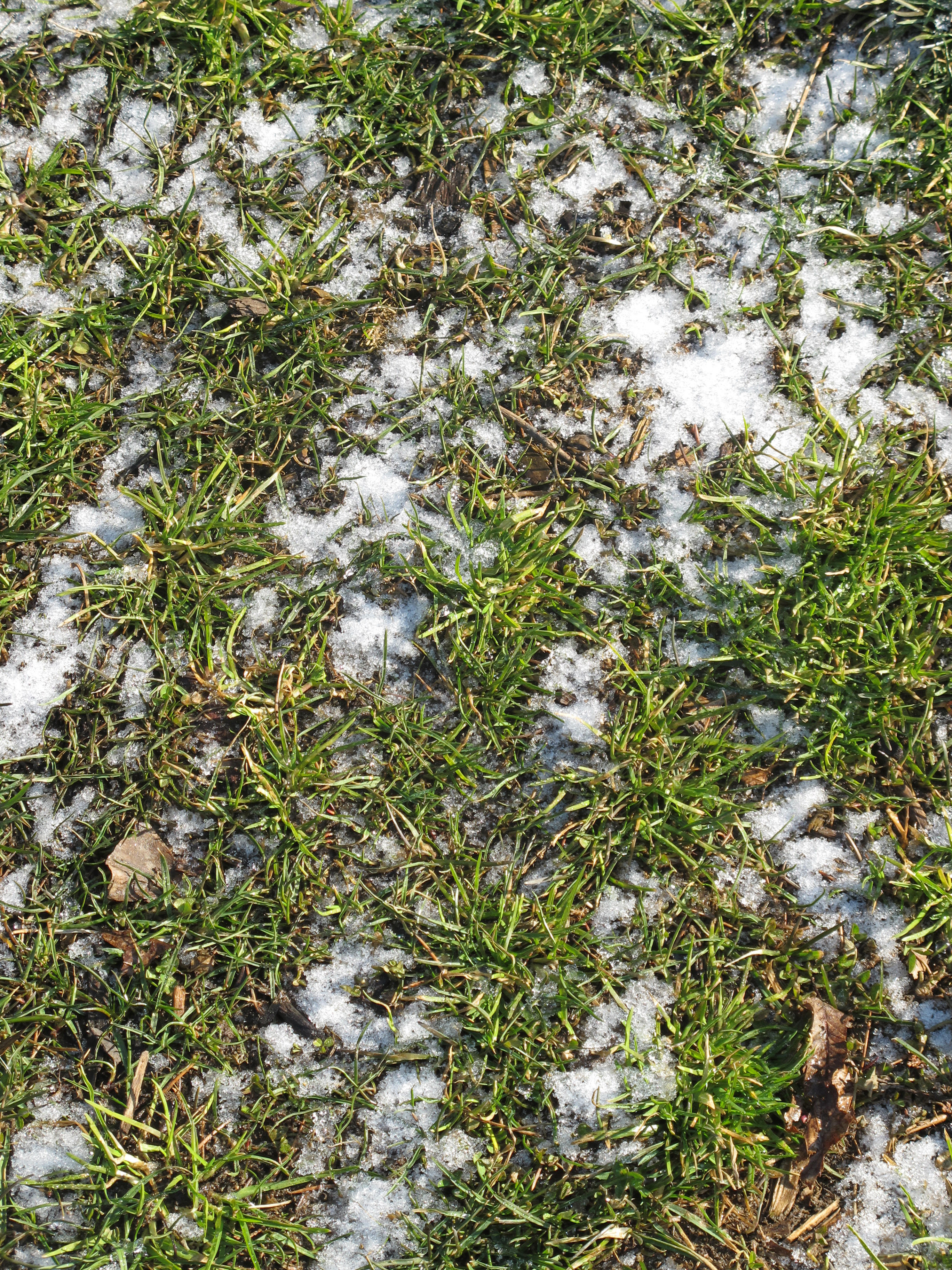 Melting Snow on Grass