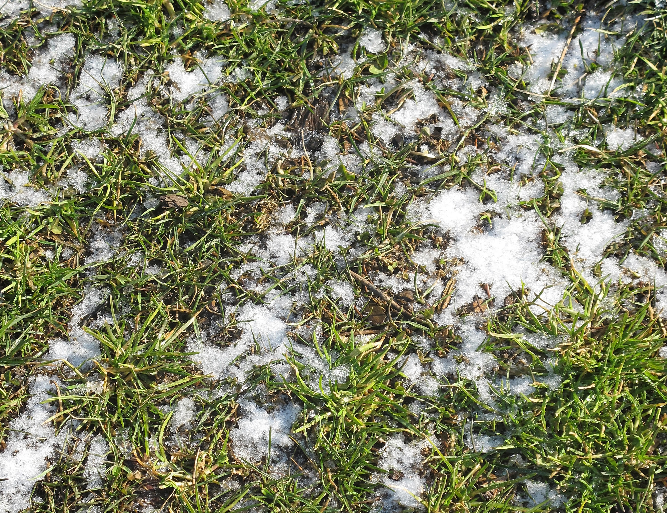 Melting Snow on Grass