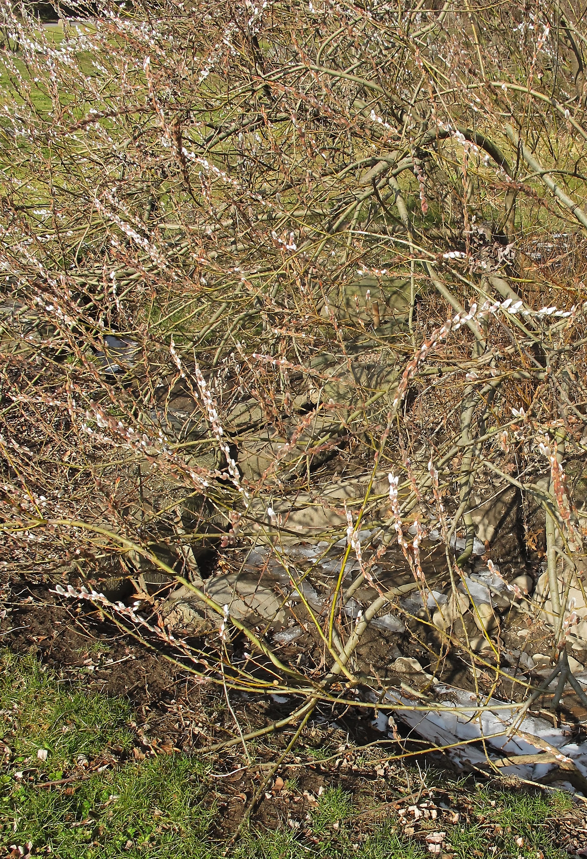 Pussy Willow Bush Buds