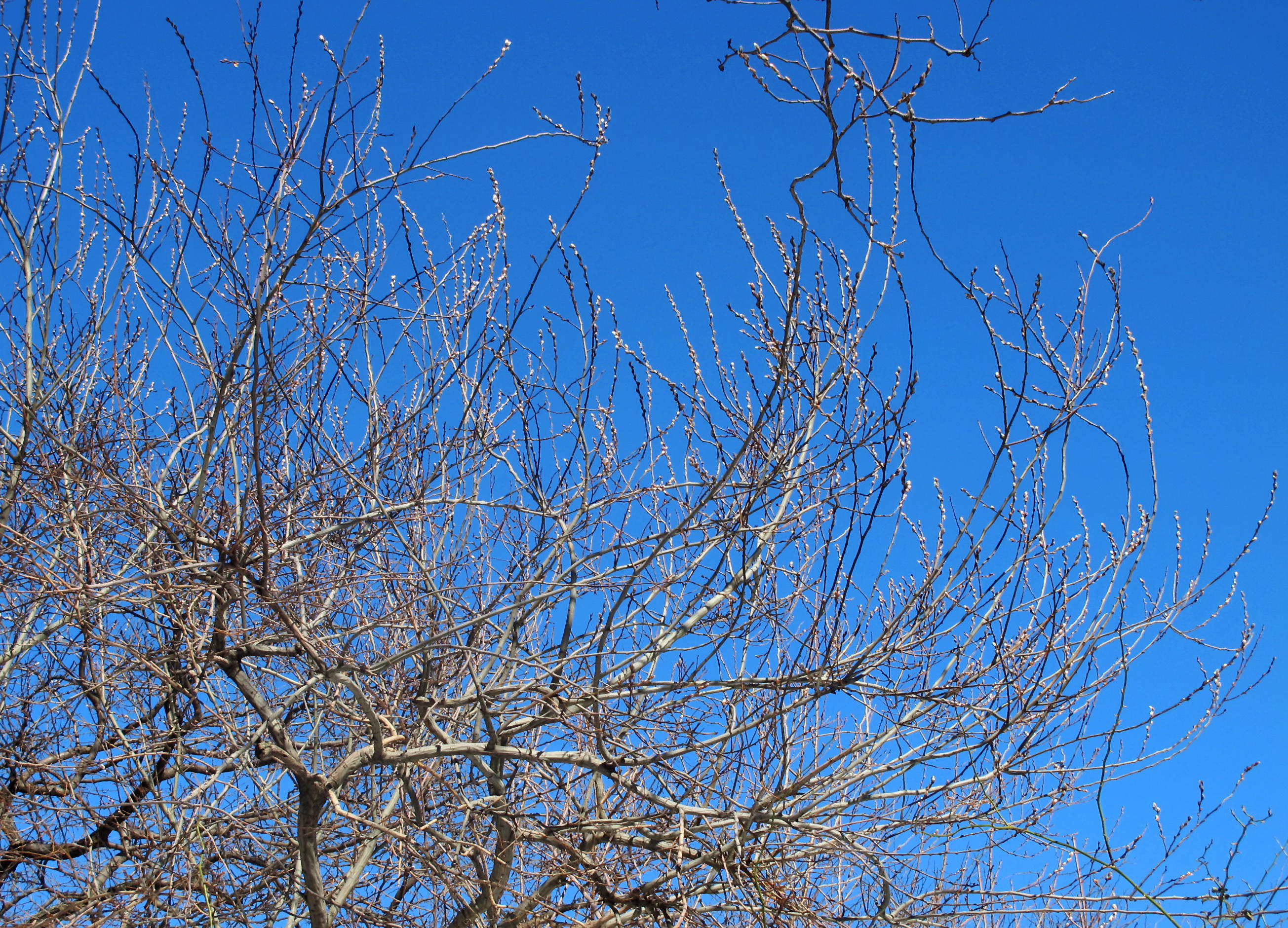 Pussy Willow Tree Buds