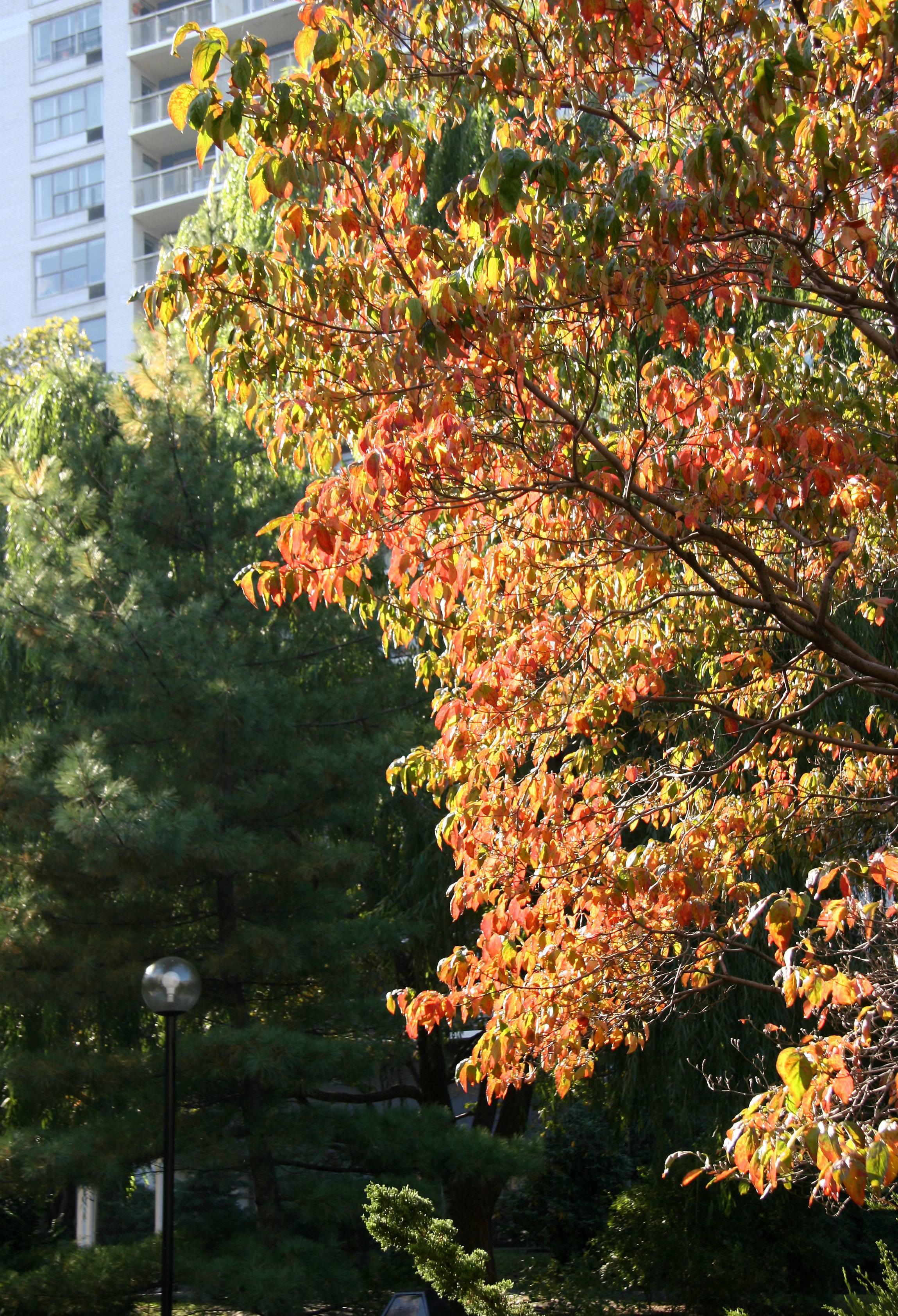 Dogwood, Pine & Willow Trees