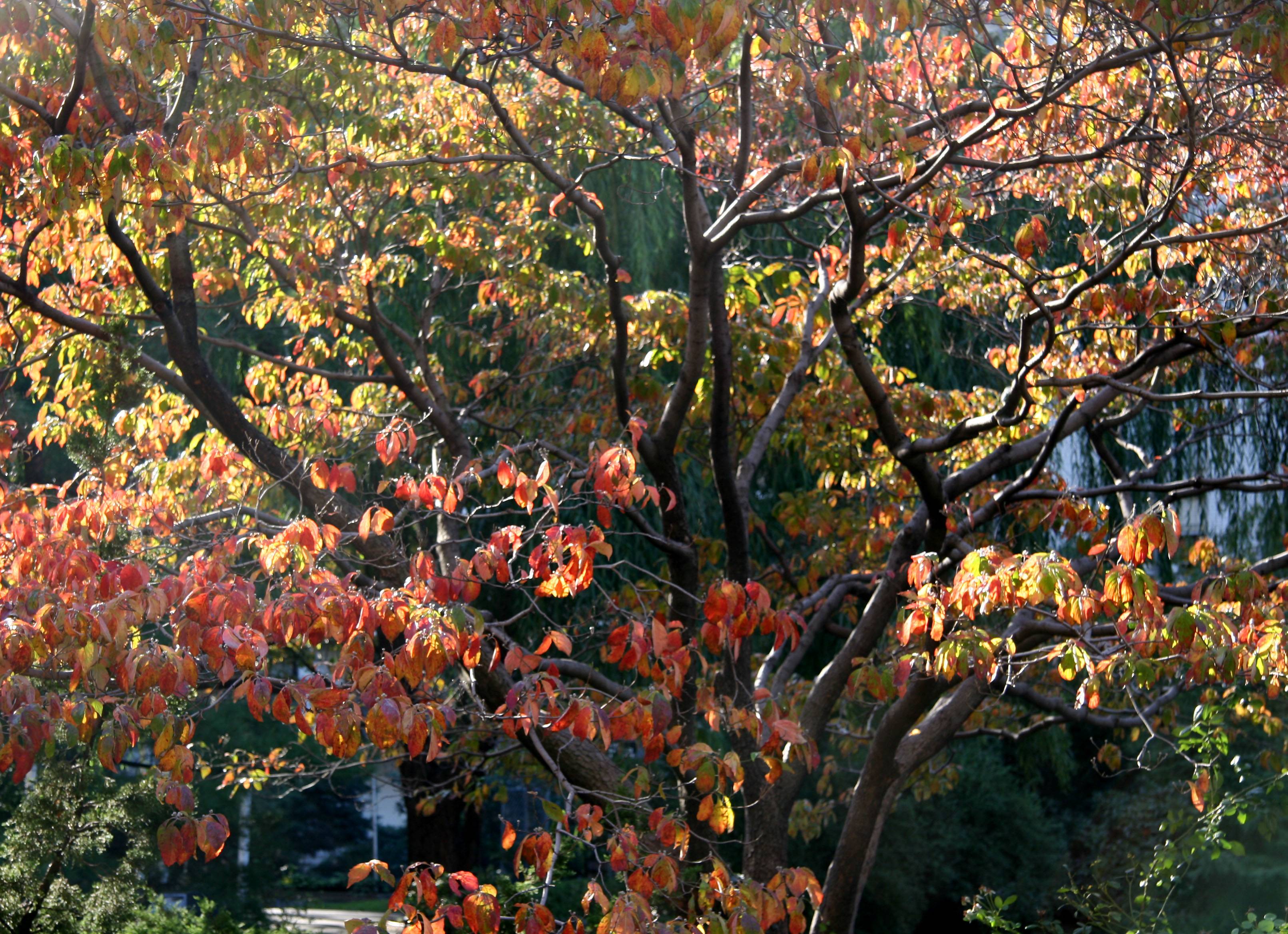 Dogwood Tree