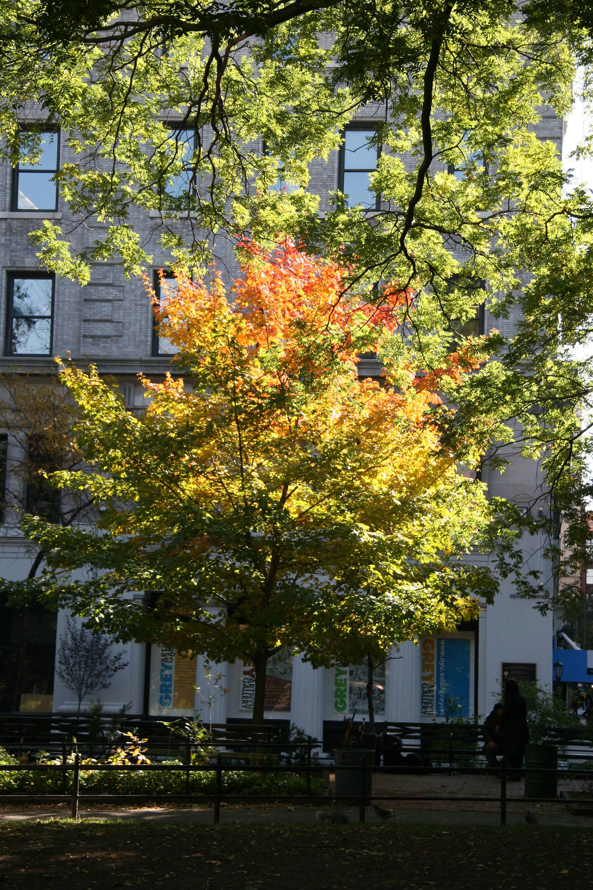 Maple Tree