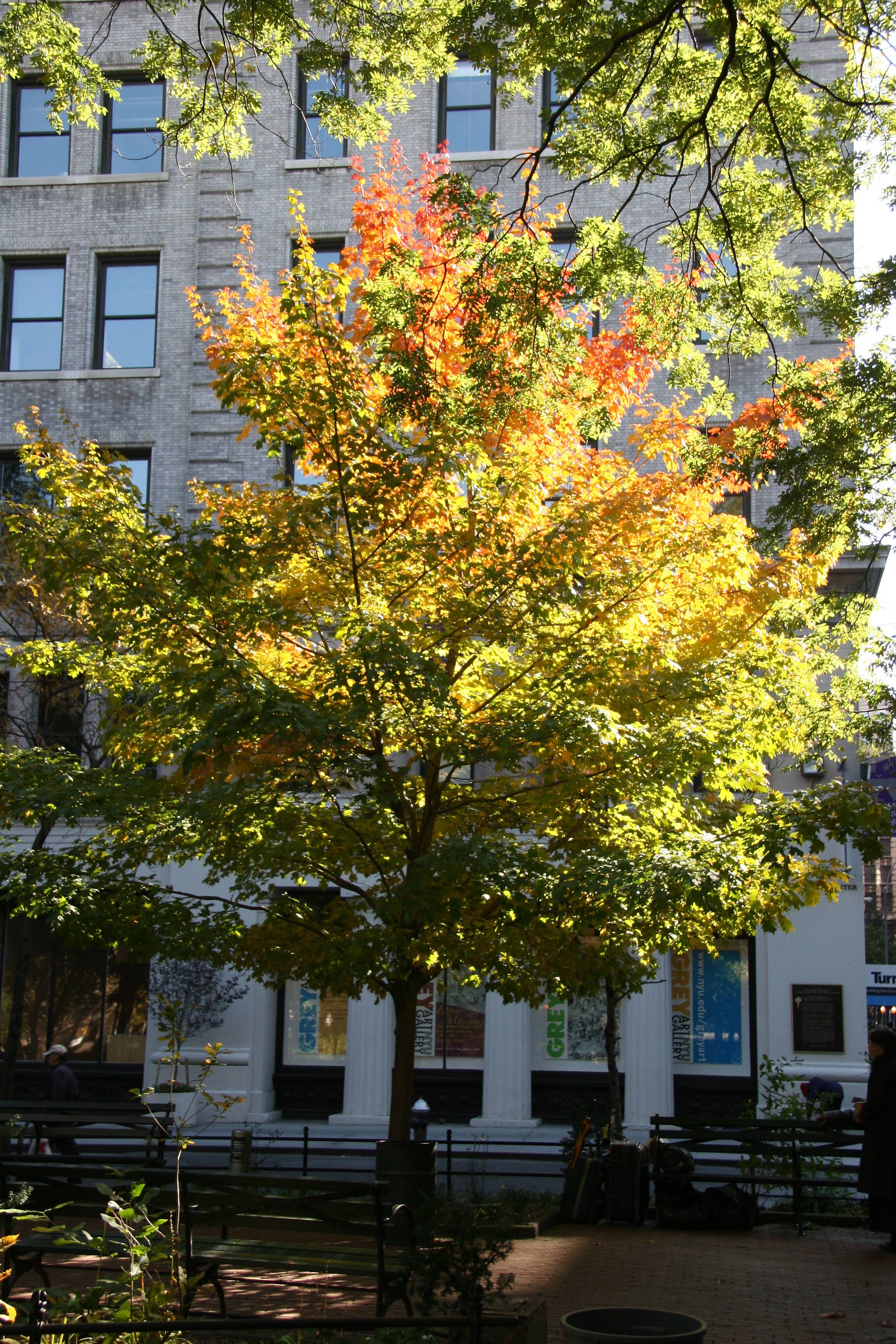 Maple Foliage