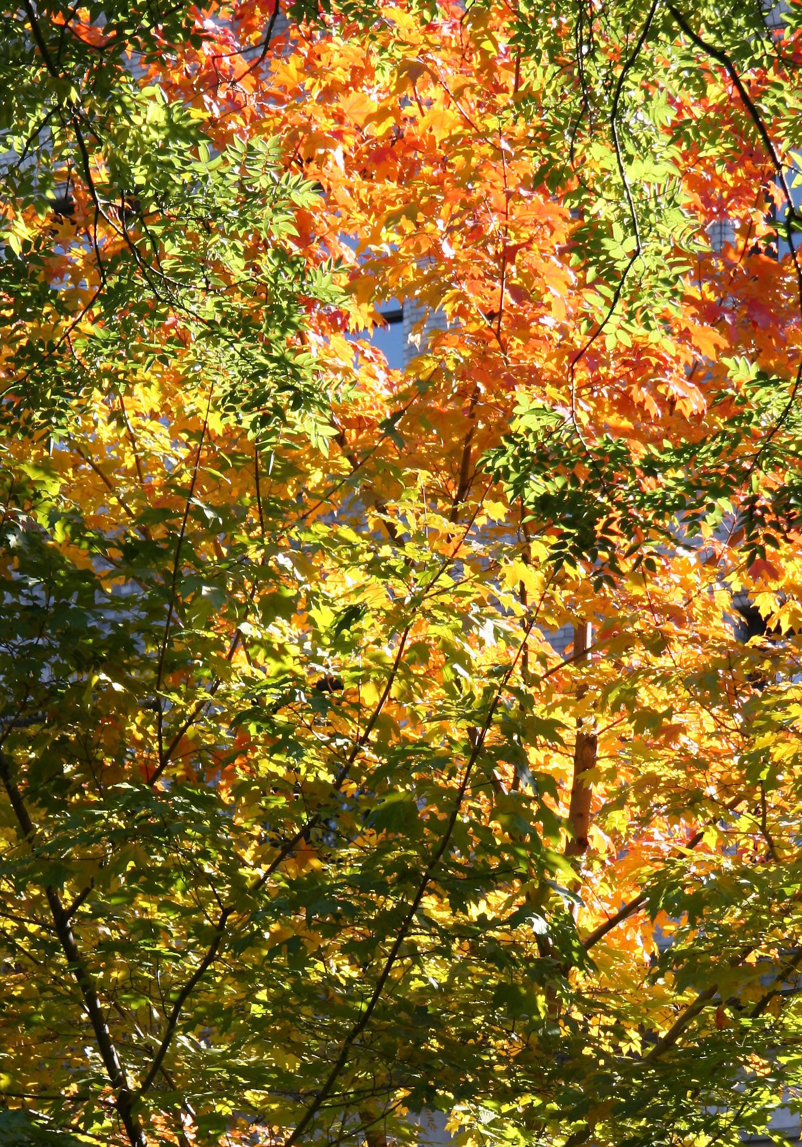 Maple Foliage