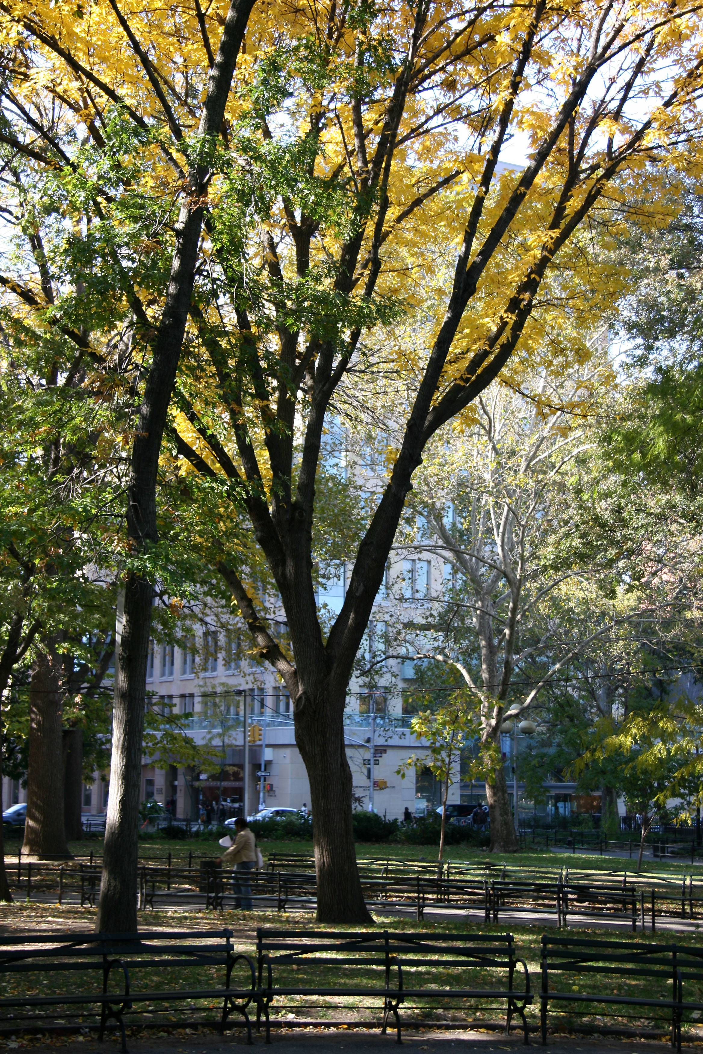 Elm Tree