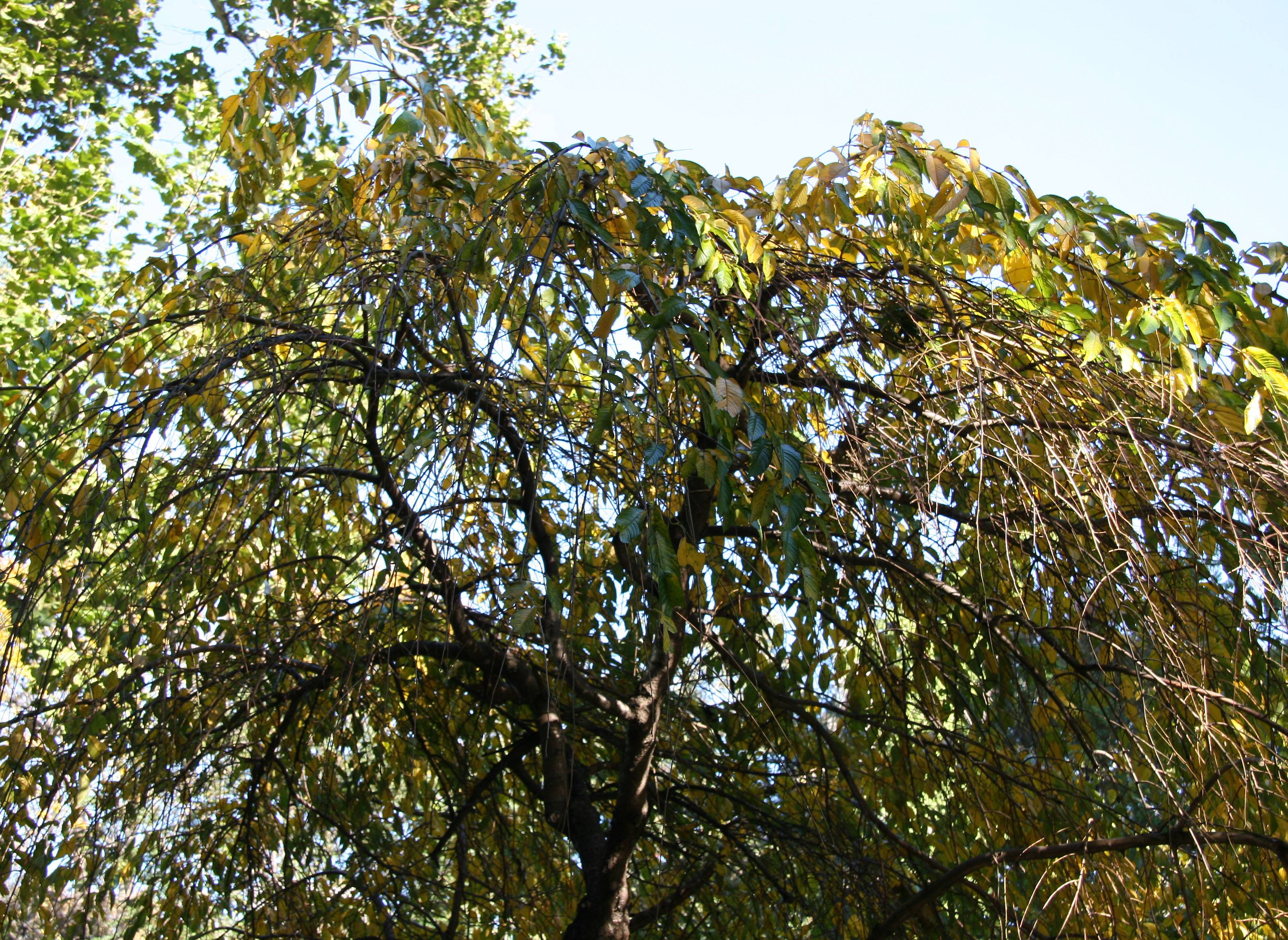 Cherry Tree Foliage
