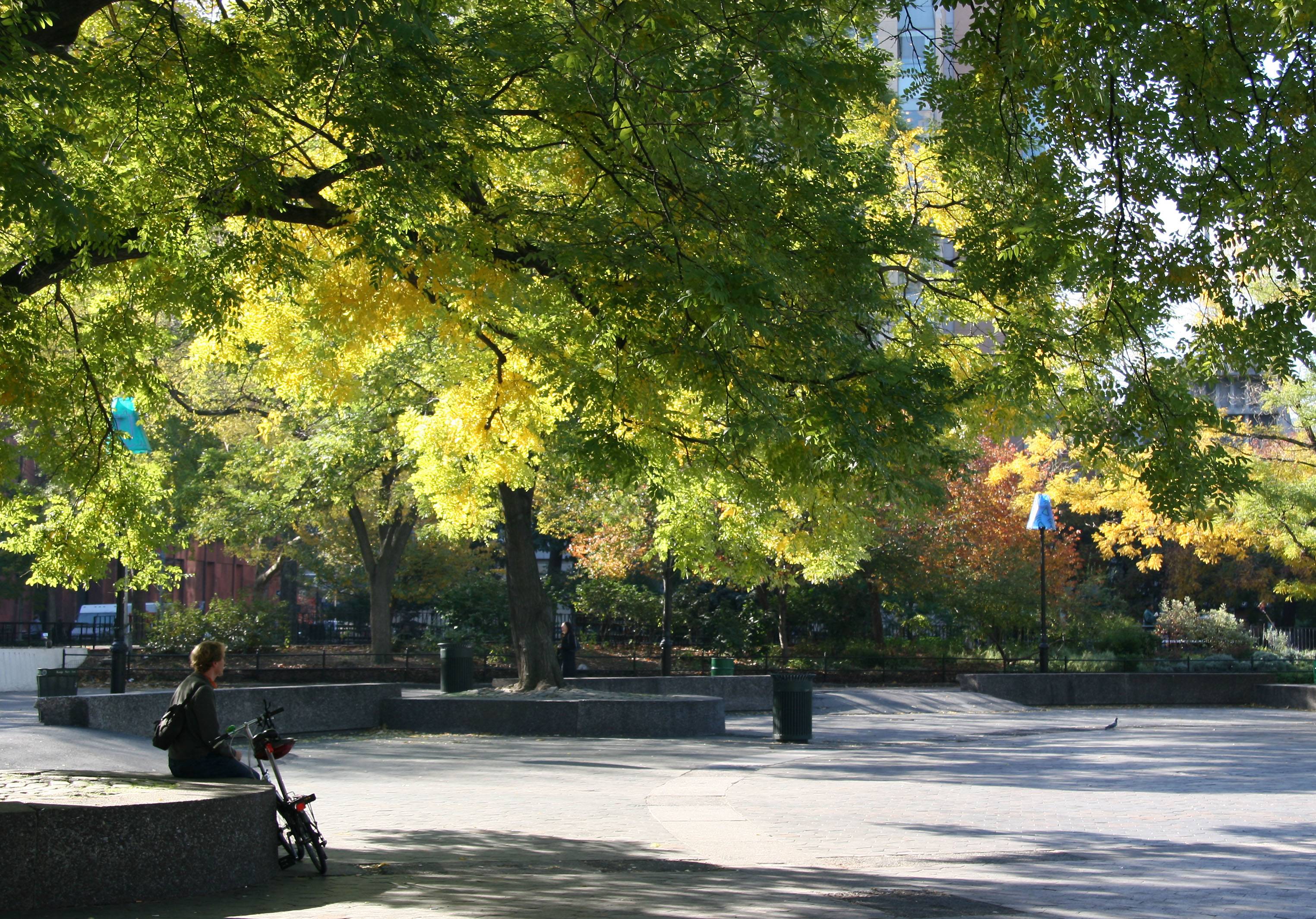 Scholar or Japanese Pagoda Trees