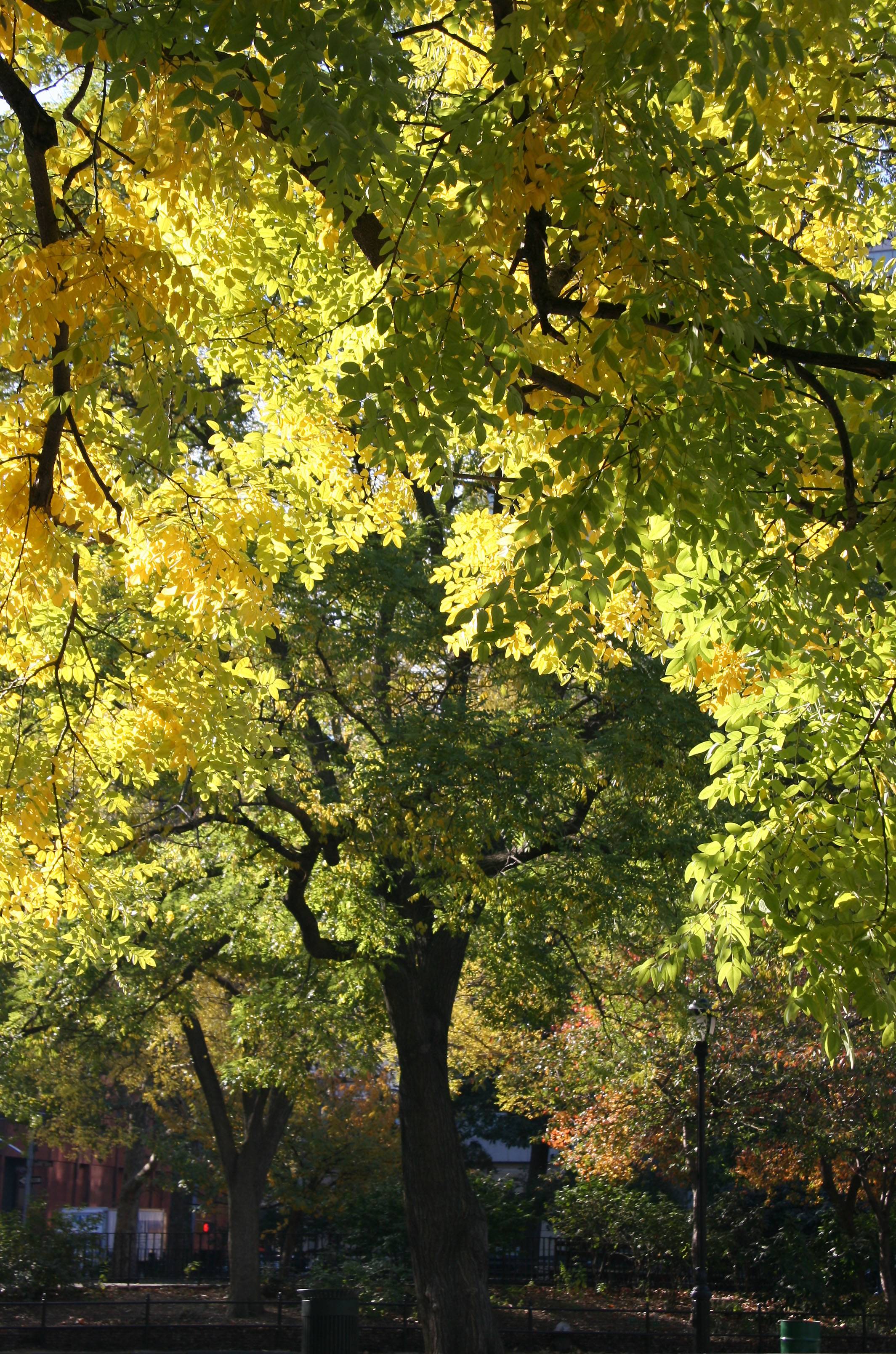 Scholar or Japanese Pagoda Trees